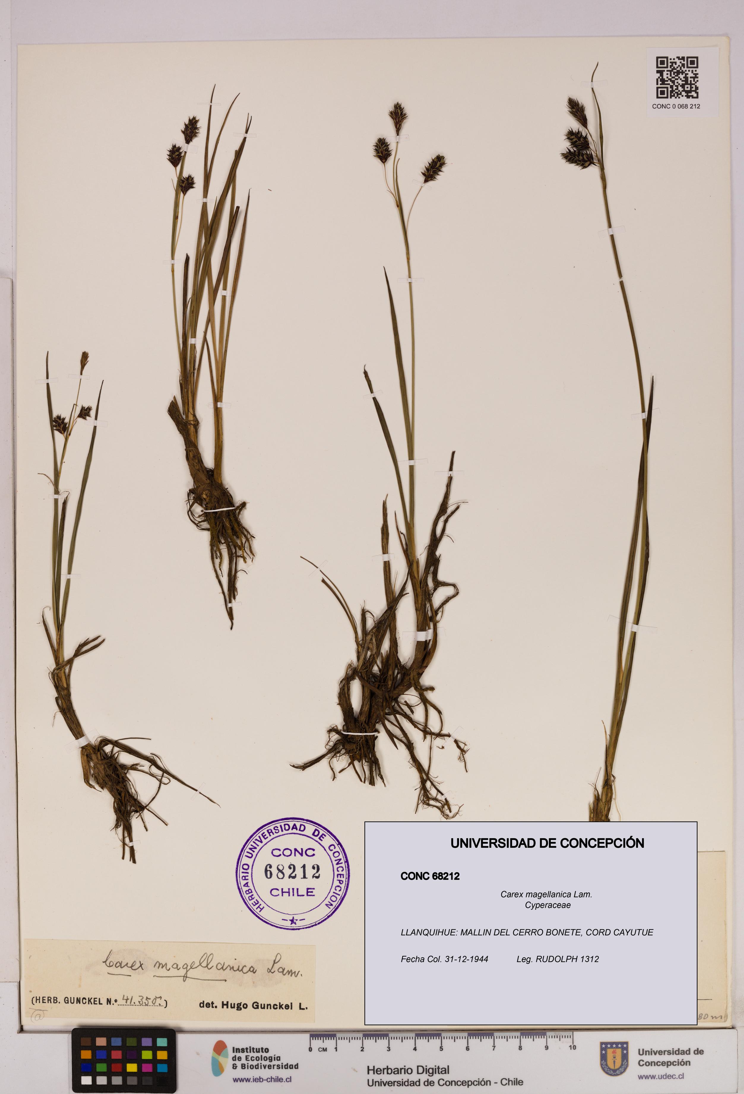 Carex magellanica [Espécimen: UDEC:CONC:0068212]