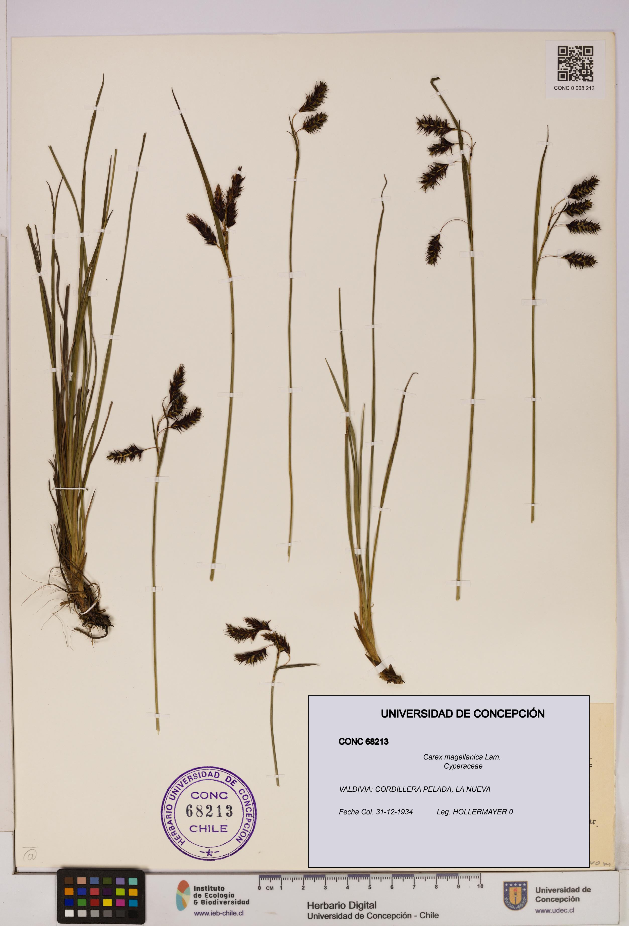 Carex magellanica [Espécimen: UDEC:CONC:0068213]