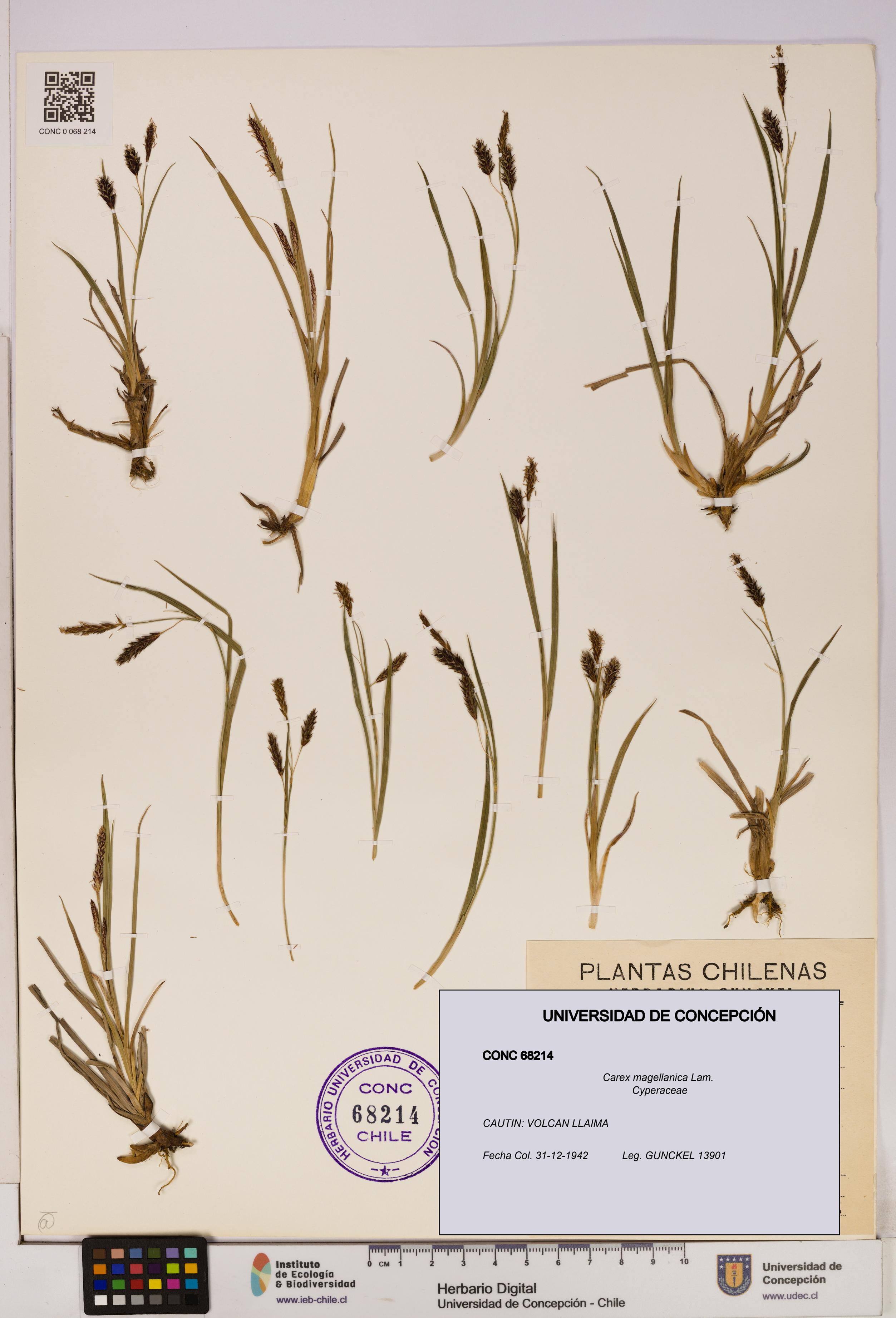 Carex magellanica [Espécimen: UDEC:CONC:0068214]
