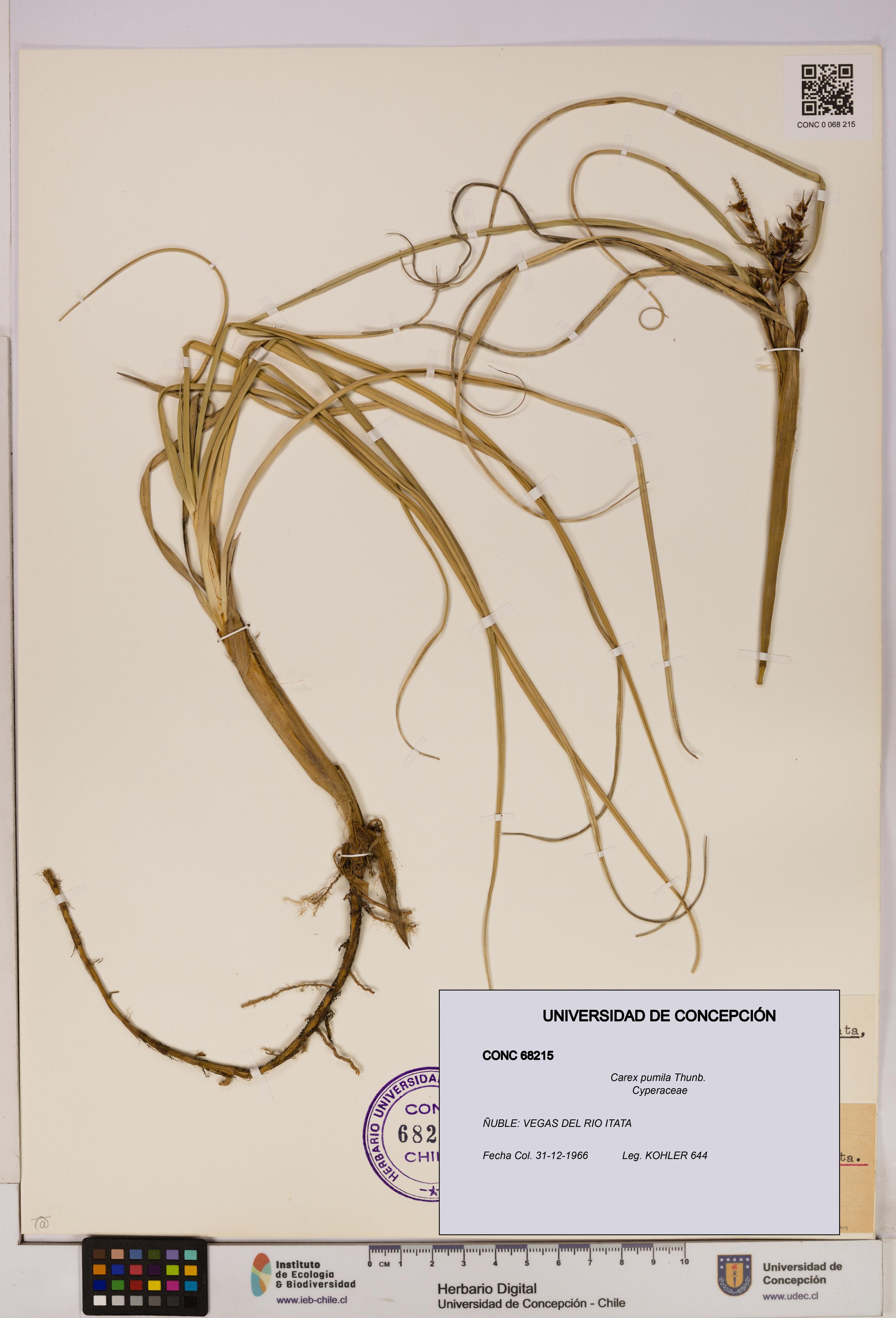 Carex pumila [Espécimen: UDEC:CONC:0068215]