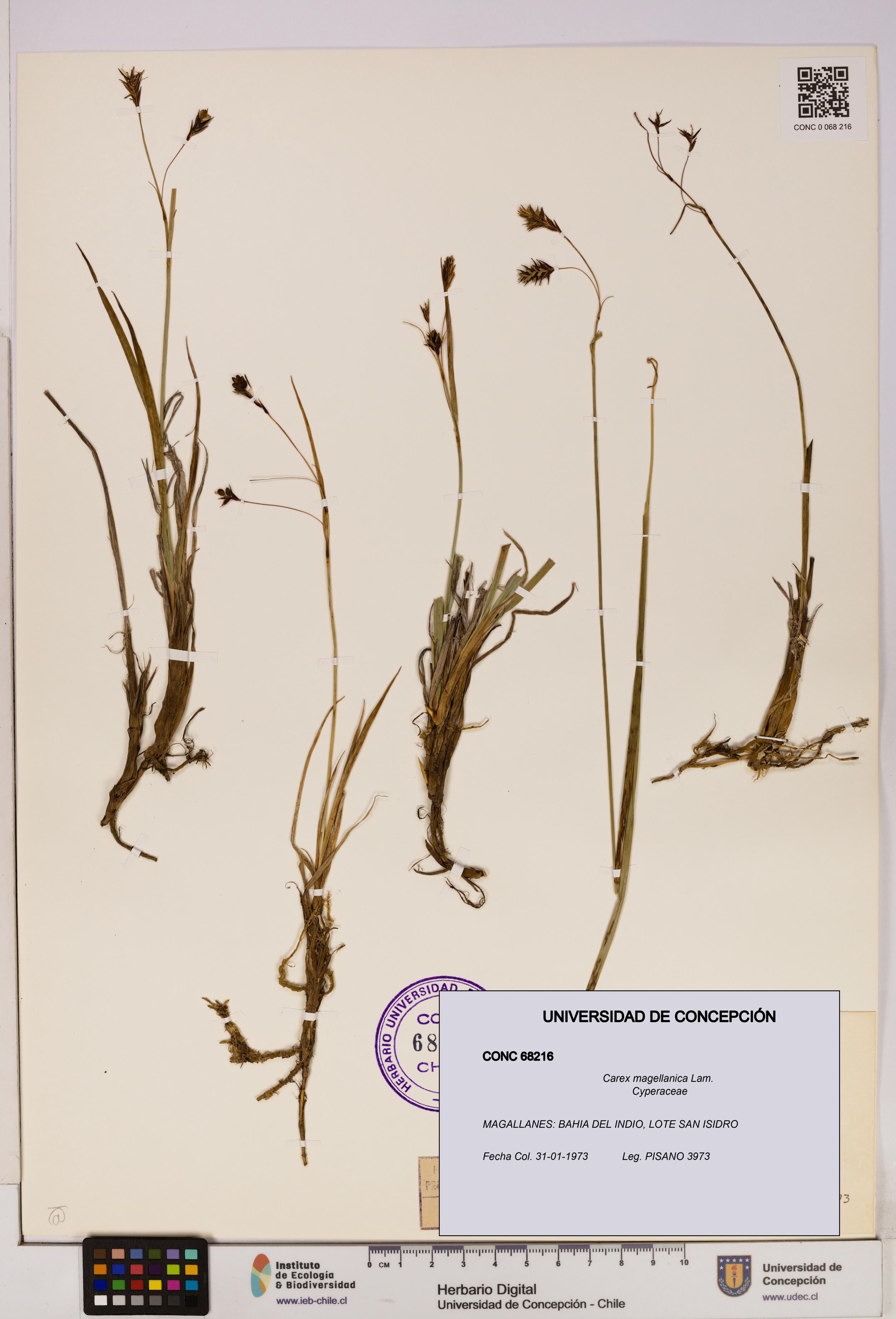 Carex magellanica [Espécimen: UDEC:CONC:0068216]