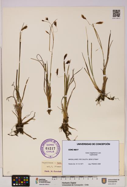 Carex magellanica [Espécimen: UDEC:CONC:0068217]