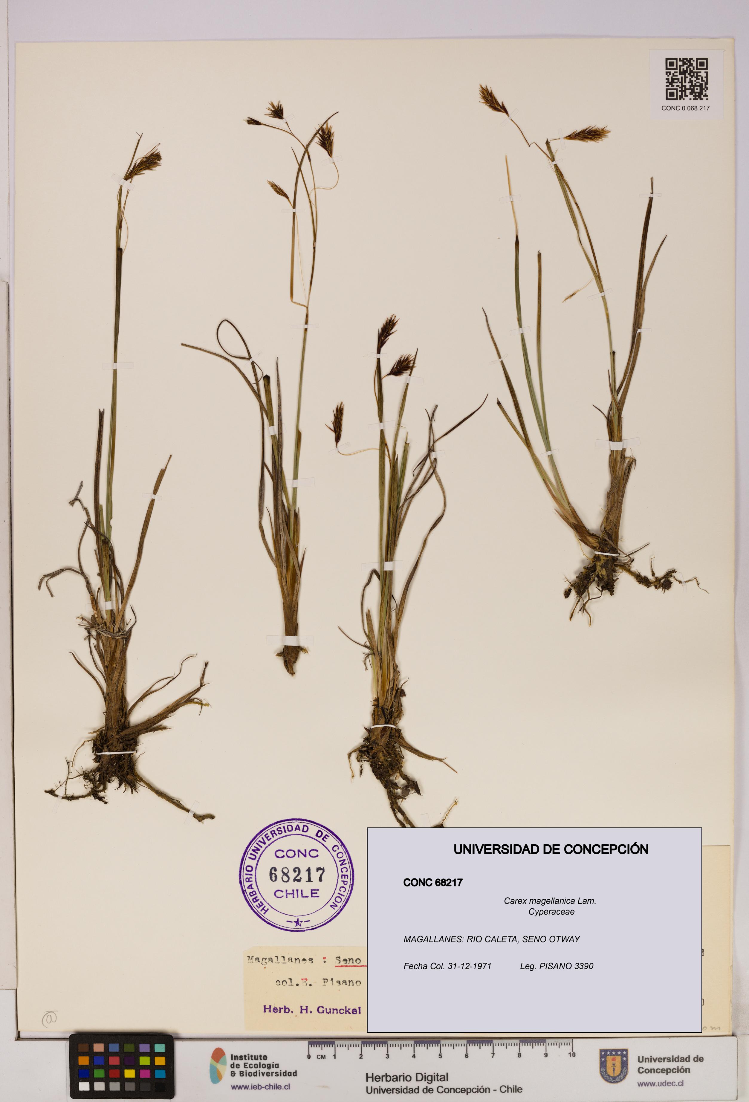 Carex magellanica [Espécimen: UDEC:CONC:0068217]