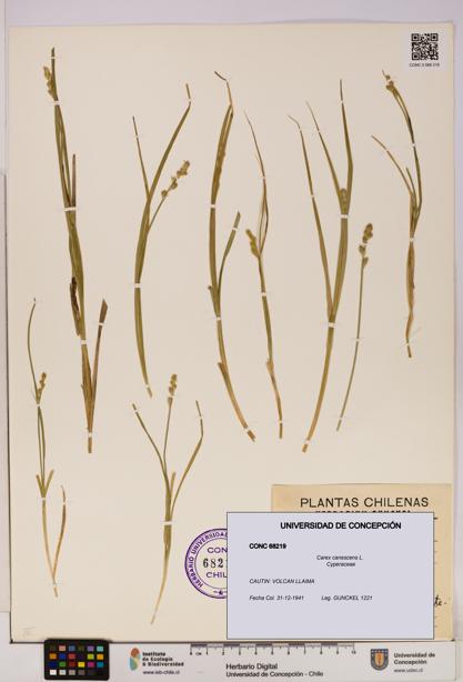 Carex canescens [Espécimen: UDEC:CONC:0068219]