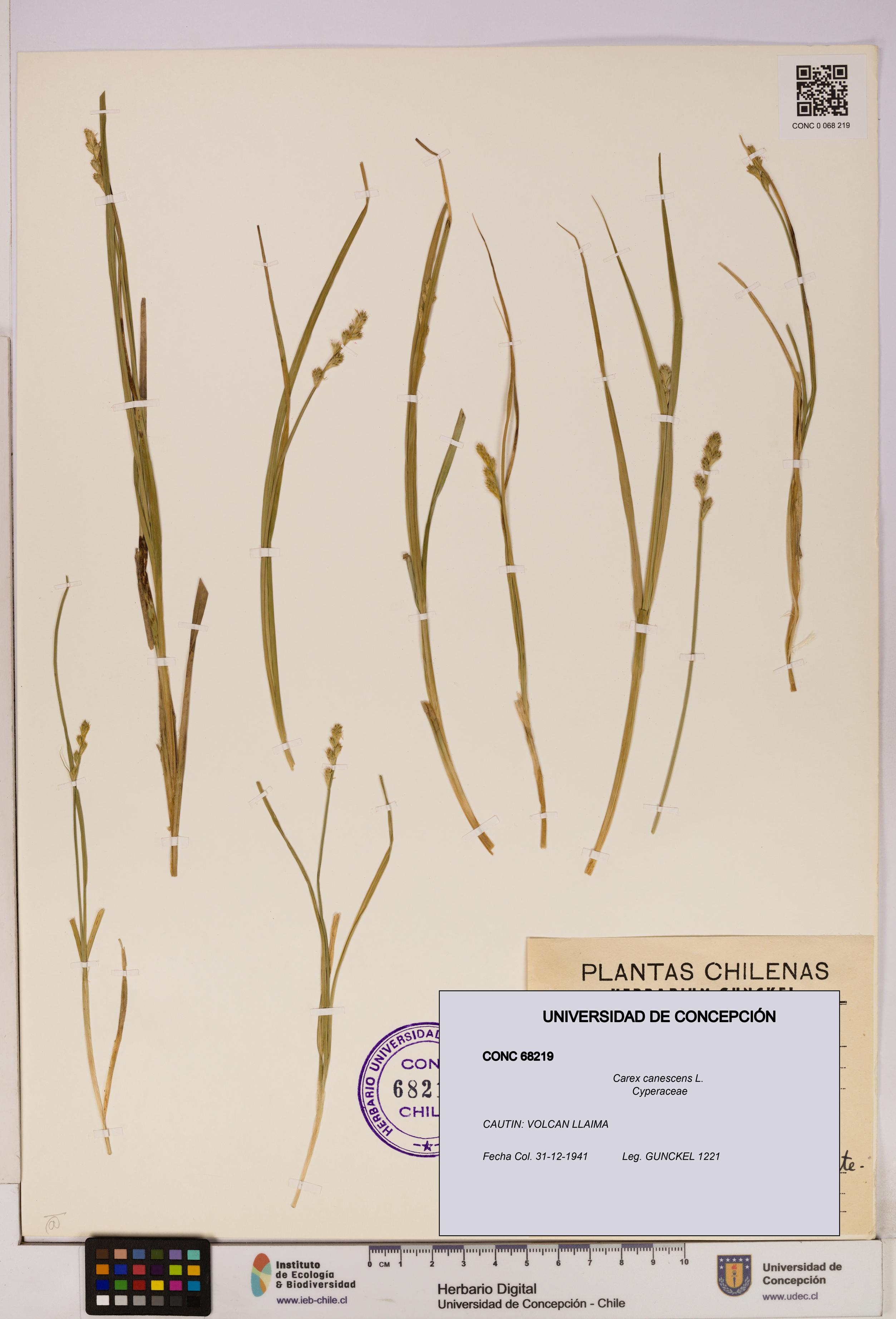 Carex canescens [Espécimen: UDEC:CONC:0068219]