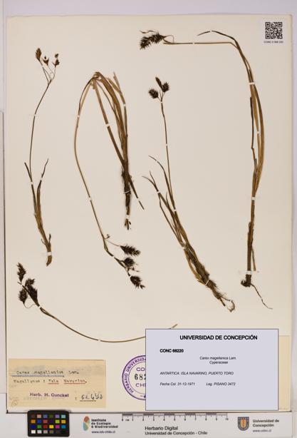 Carex magellanica [Espécimen: UDEC:CONC:0068220]