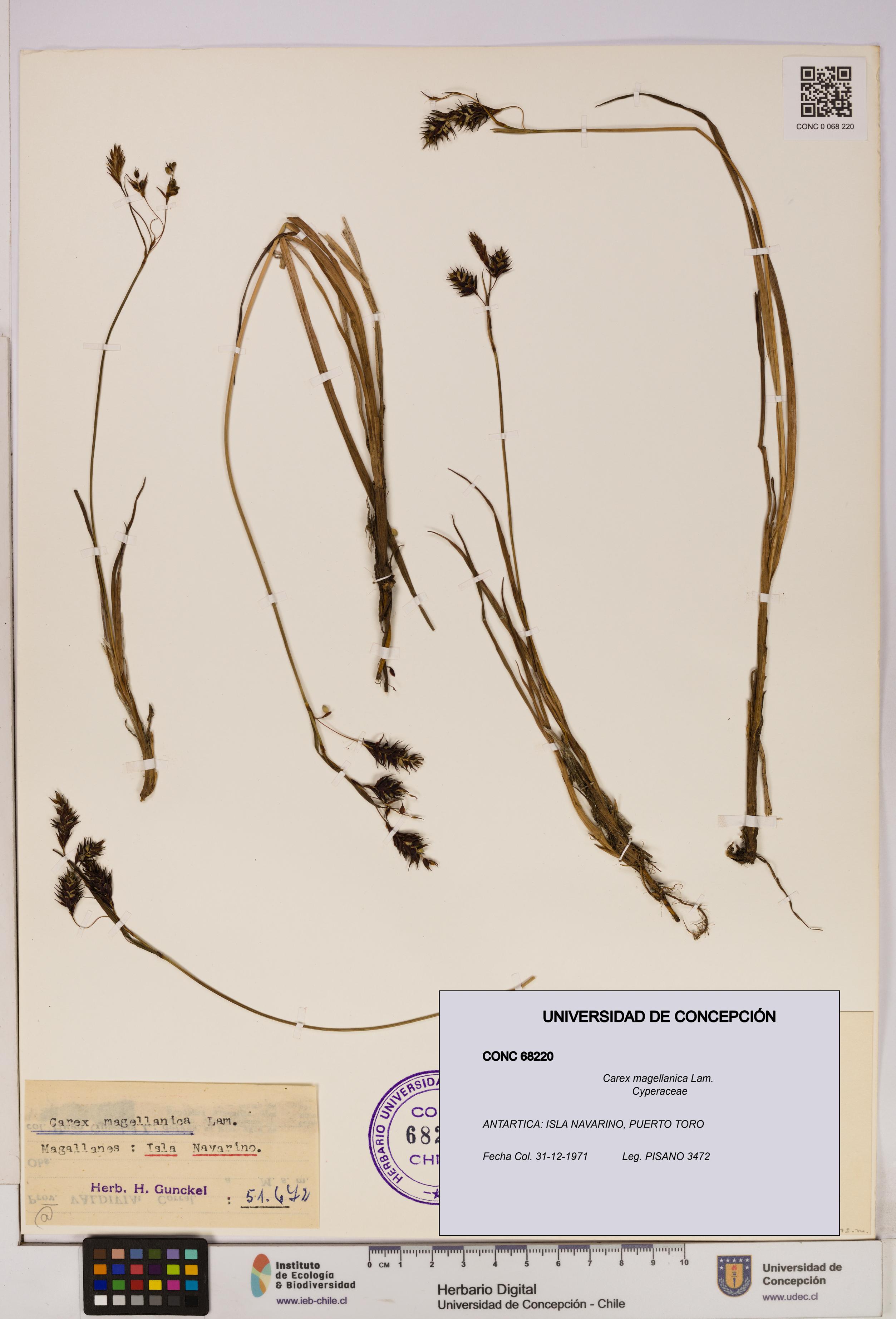 Carex magellanica [Espécimen: UDEC:CONC:0068220]