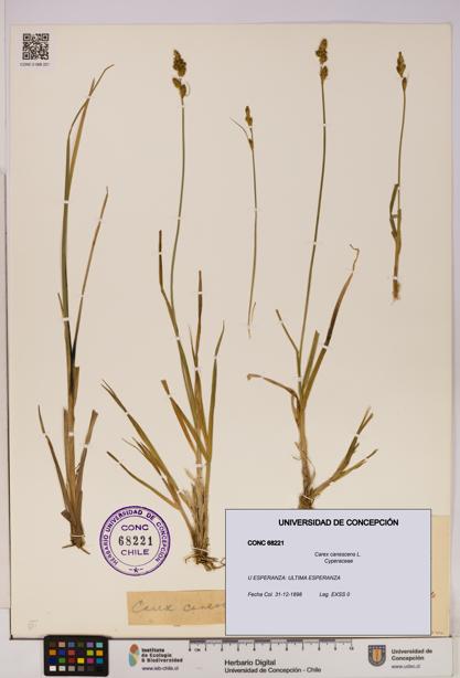 Carex canescens [Espécimen: UDEC:CONC:0068221]