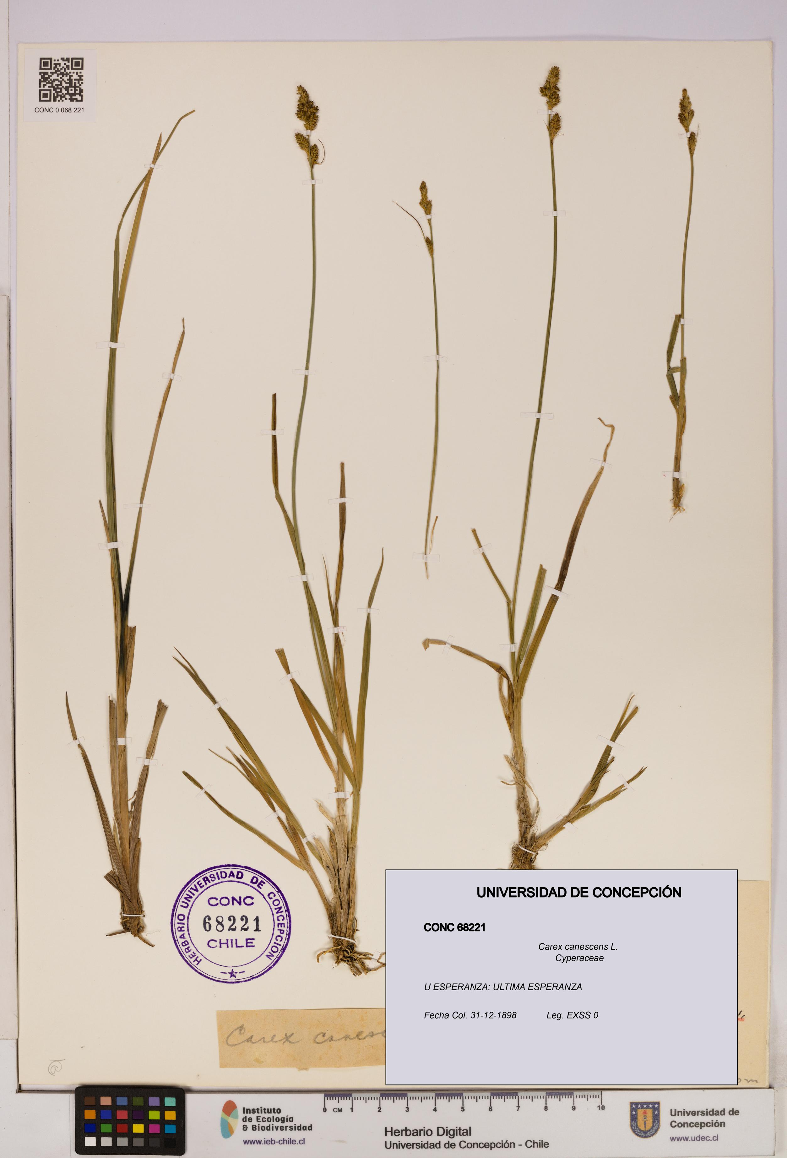 Carex canescens [Espécimen: UDEC:CONC:0068221]