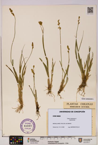 Carex canescens [Espécimen: UDEC:CONC:0068222]