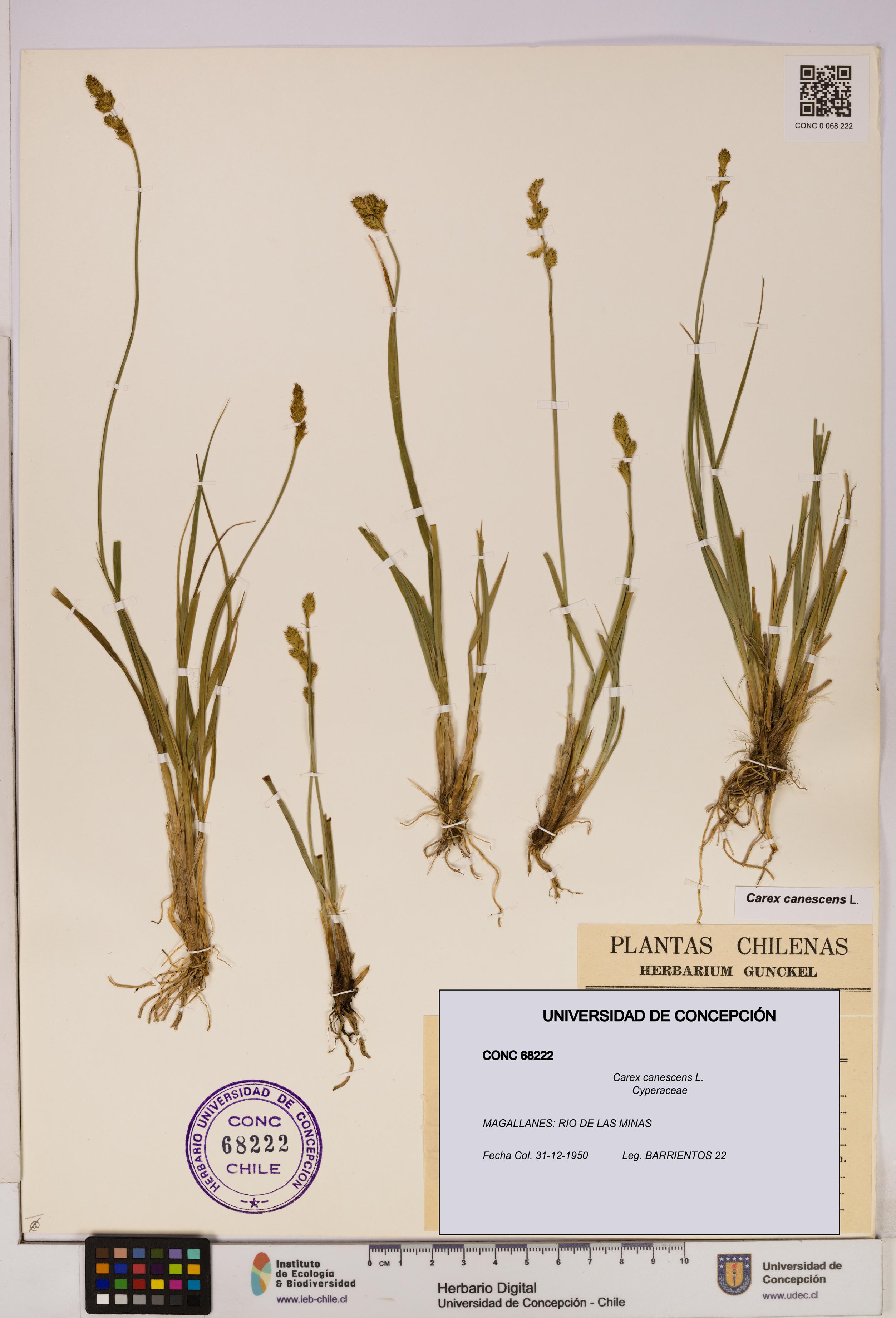 Carex canescens [Espécimen: UDEC:CONC:0068222]