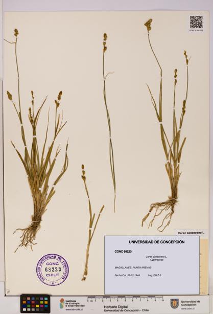 Carex canescens [Espécimen: UDEC:CONC:0068223]