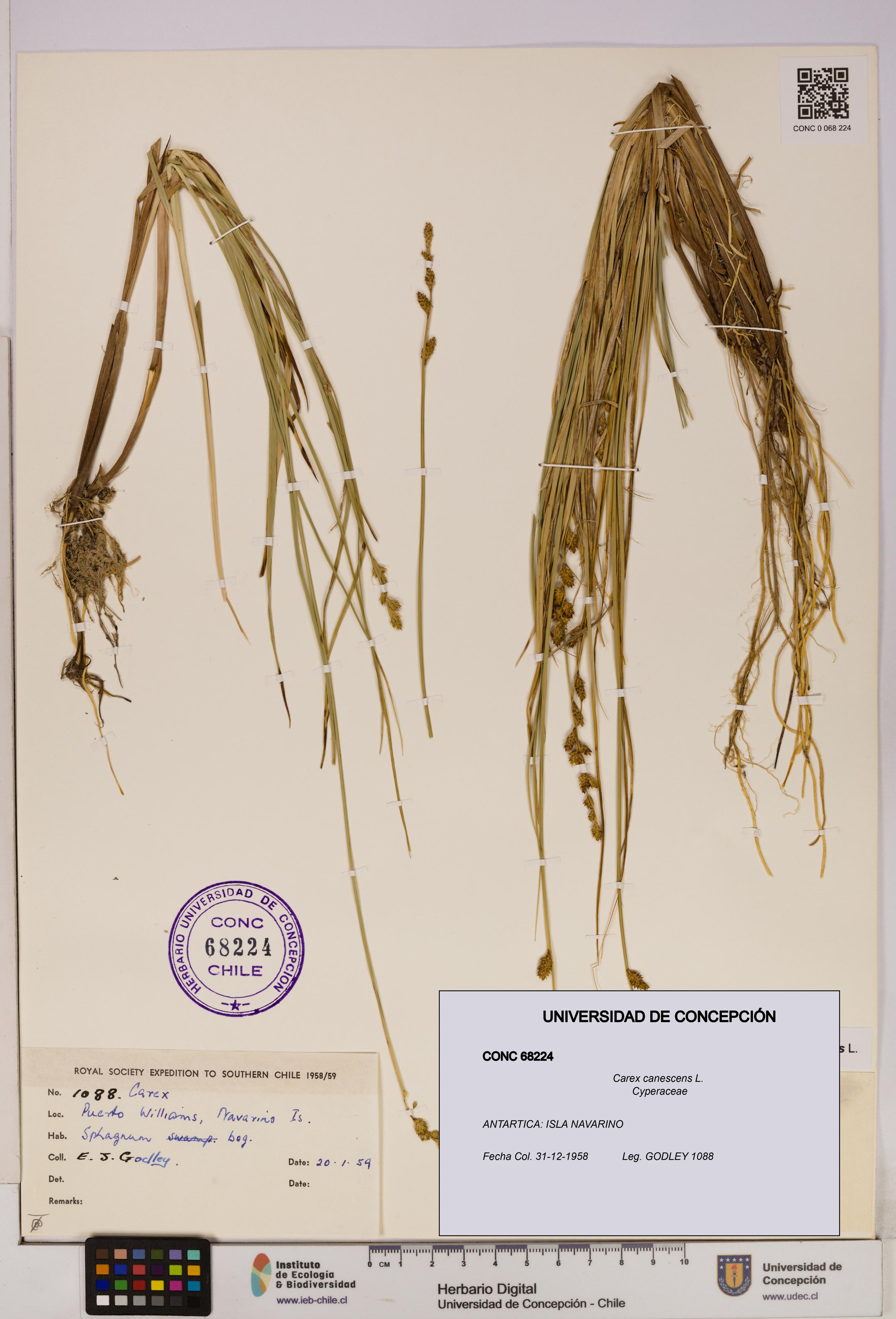 Carex canescens [Espécimen: UDEC:CONC:0068224]