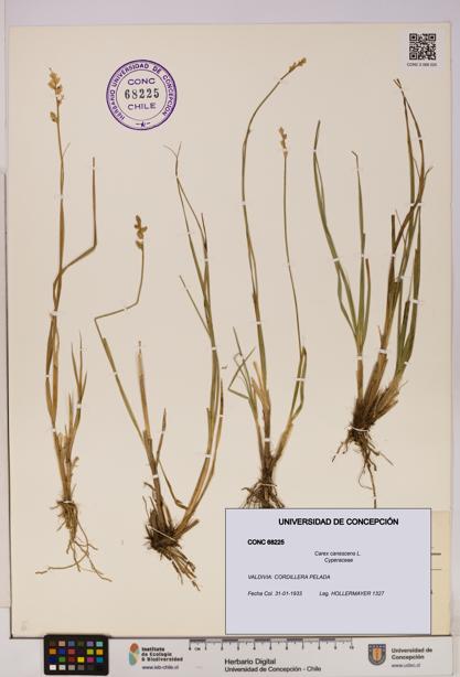 Carex canescens [Espécimen: UDEC:CONC:0068225]