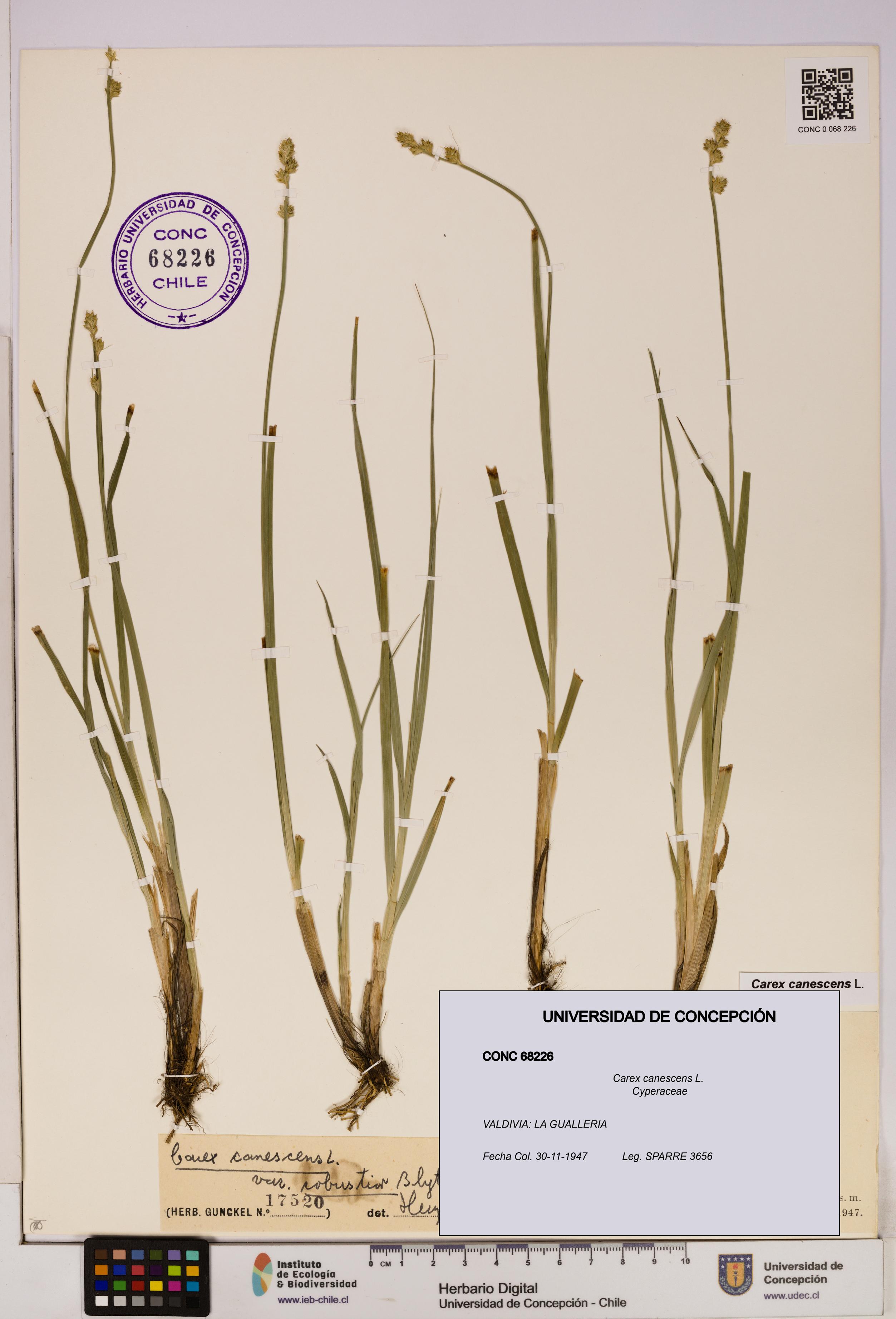 Carex canescens [Espécimen: UDEC:CONC:0068226]