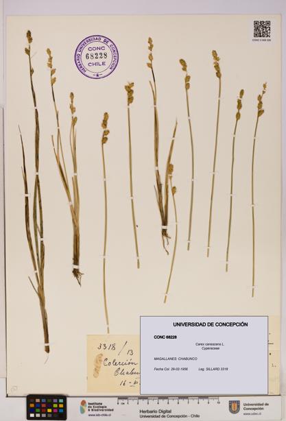 Carex canescens [Espécimen: UDEC:CONC:0068228]