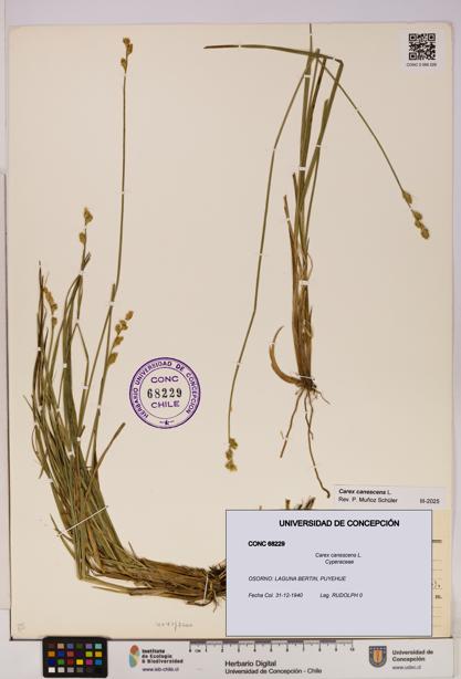 Carex canescens [Espécimen: UDEC:CONC:0068229]