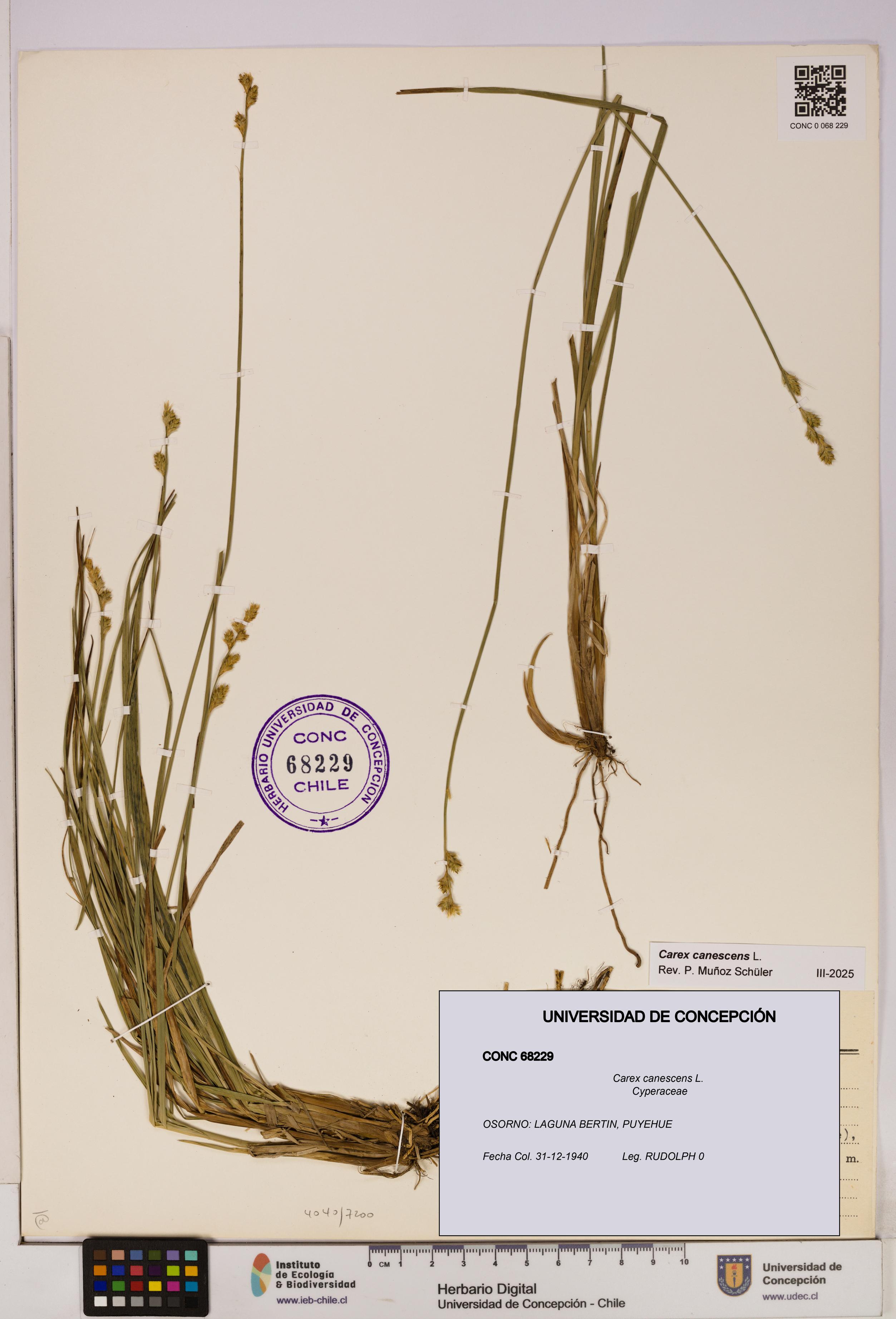 Carex canescens [Espécimen: UDEC:CONC:0068229]