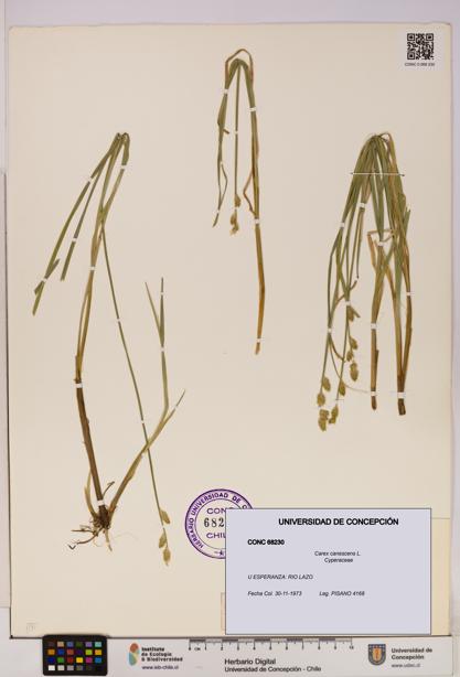 Carex canescens [Espécimen: UDEC:CONC:0068230]