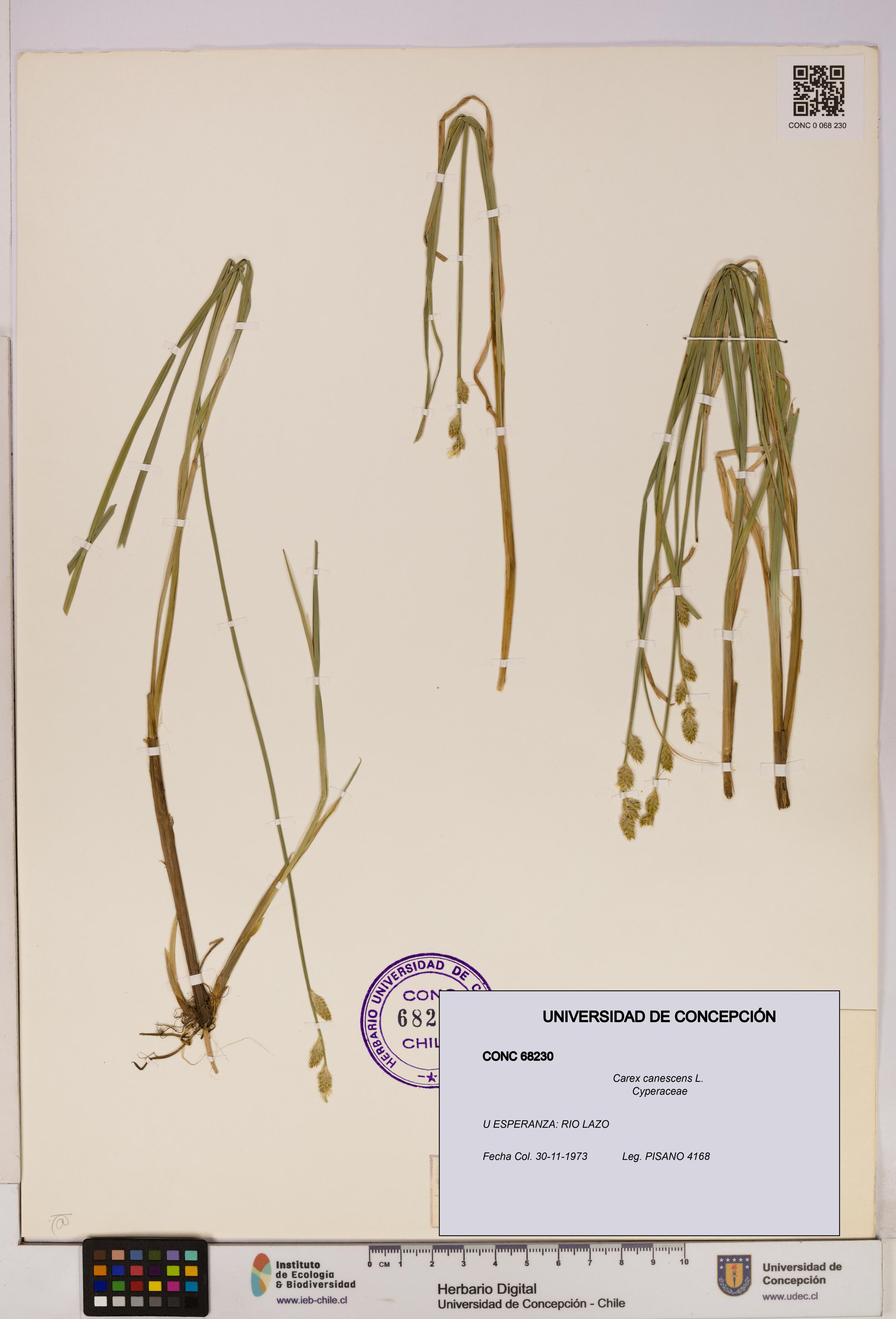 Carex canescens [Espécimen: UDEC:CONC:0068230]