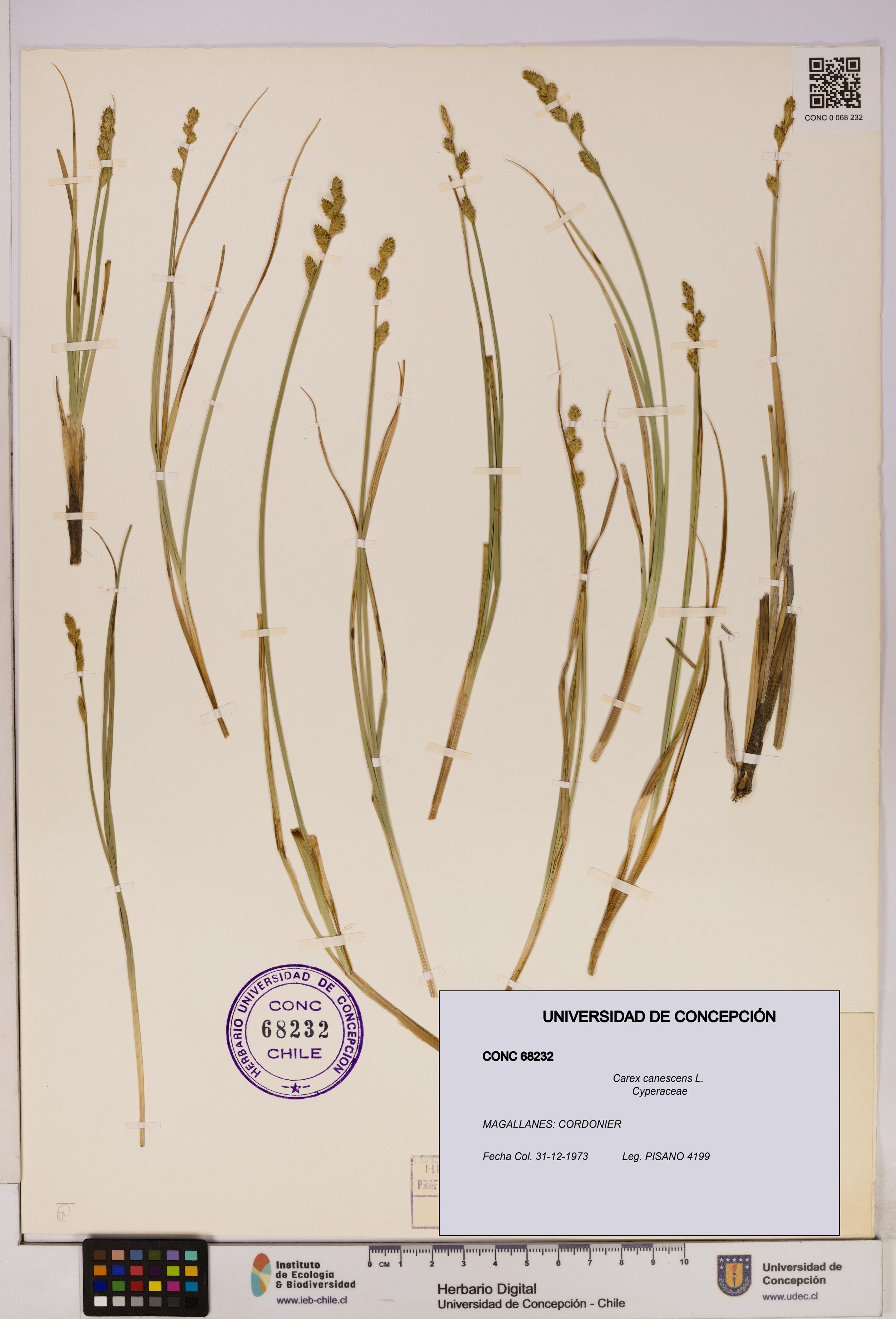 Carex canescens [Espécimen: UDEC:CONC:0068232]