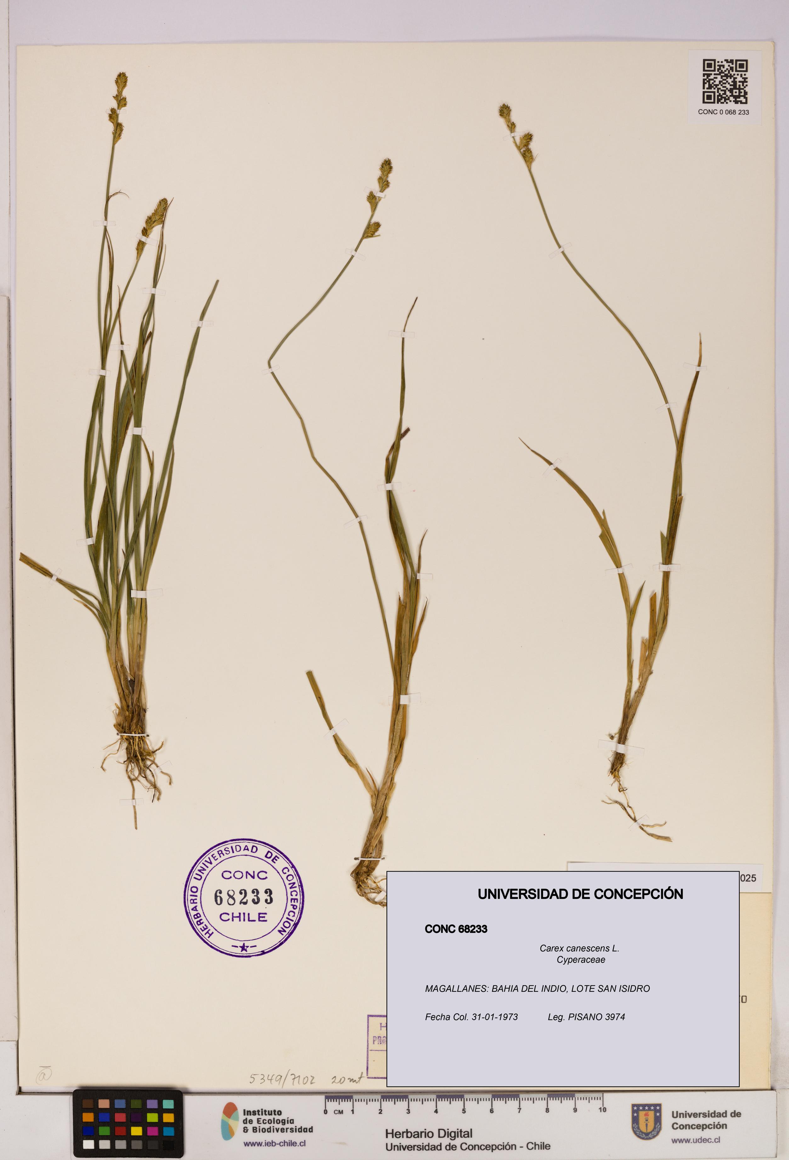 Carex canescens [Espécimen: UDEC:CONC:0068233]