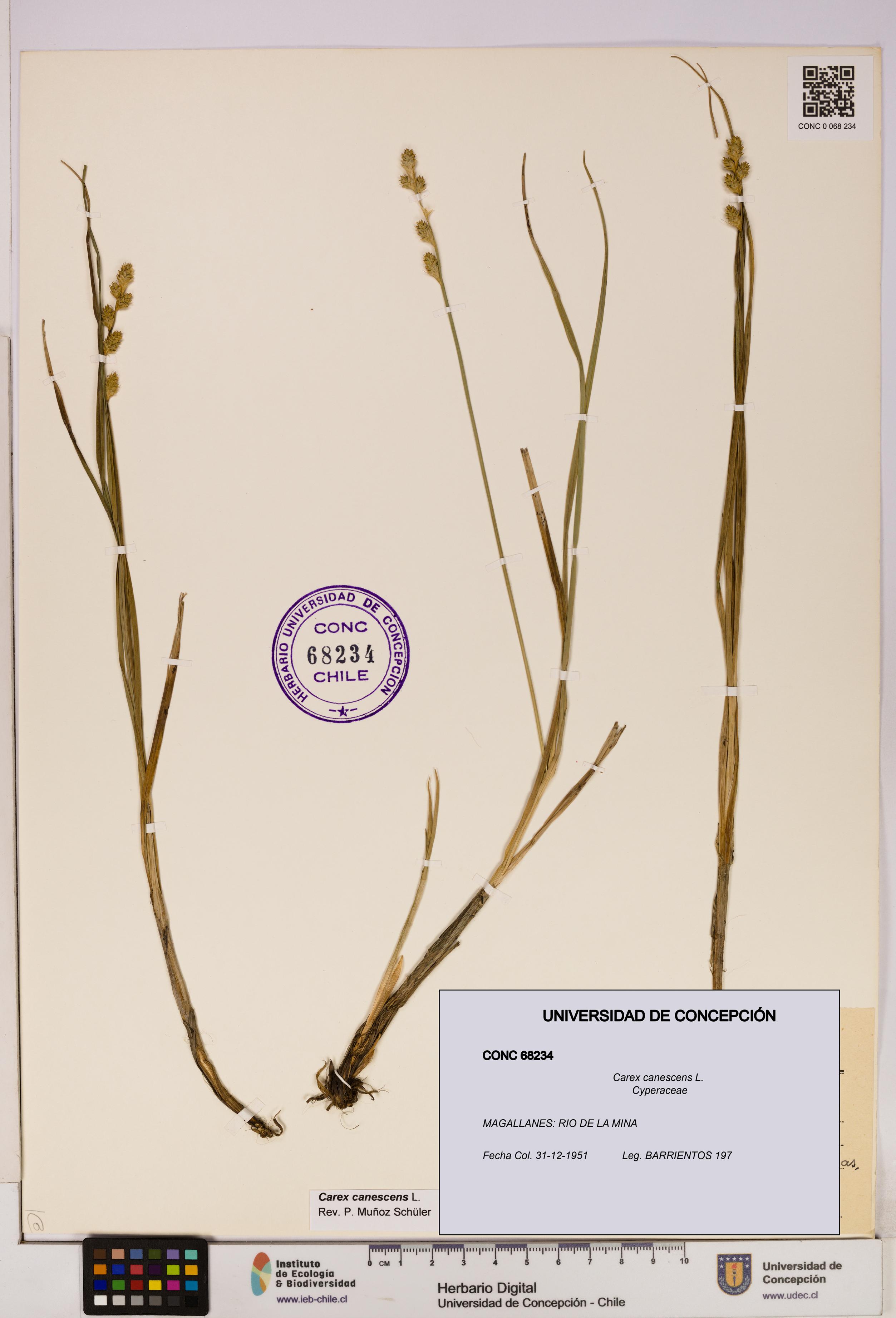 Carex canescens [Espécimen: UDEC:CONC:0068234]