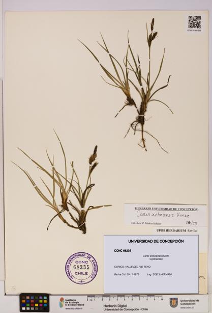 Carex antucensis [Espécimen: UDEC:CONC:0068235]