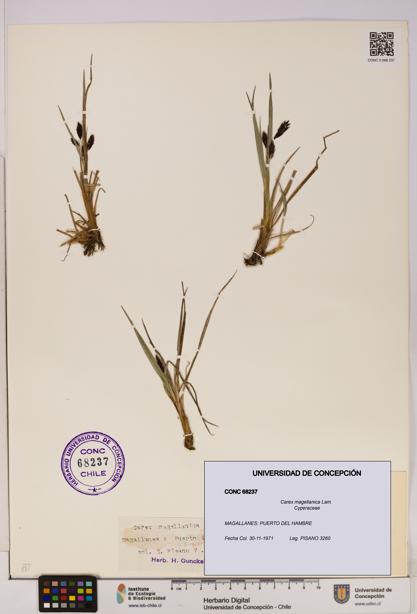 Carex magellanica [Espécimen: UDEC:CONC:0068237]