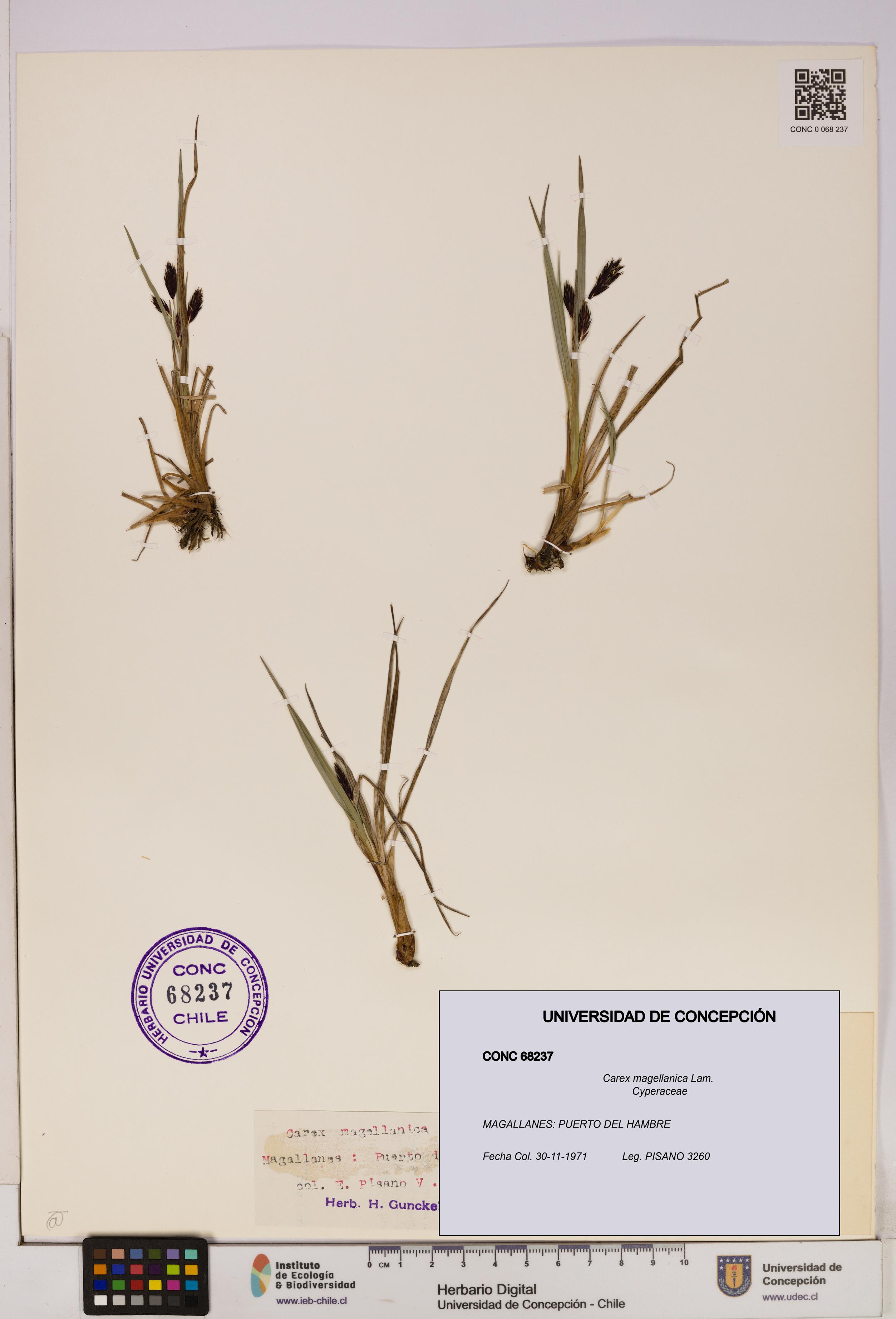 Carex magellanica [Espécimen: UDEC:CONC:0068237]