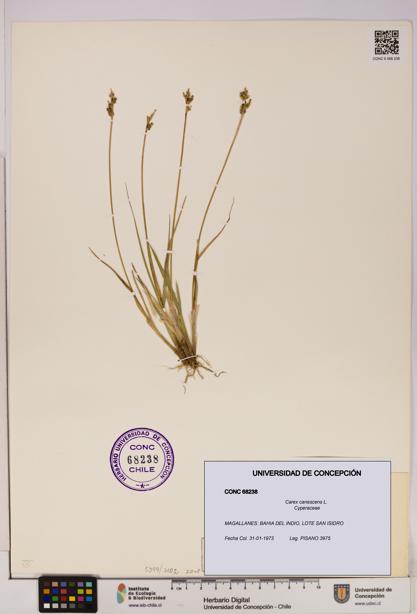 Carex canescens [Espécimen: UDEC:CONC:0068238]