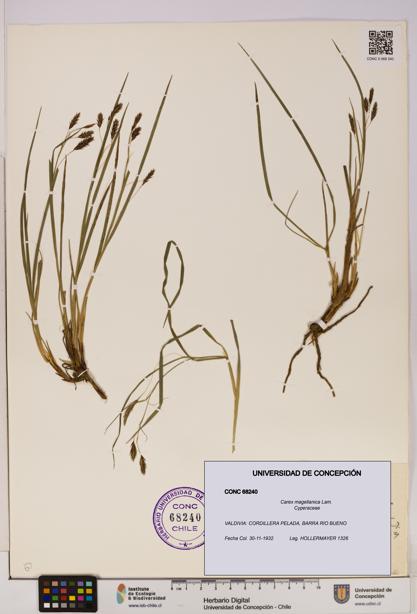 Carex magellanica [Espécimen: UDEC:CONC:0068240]