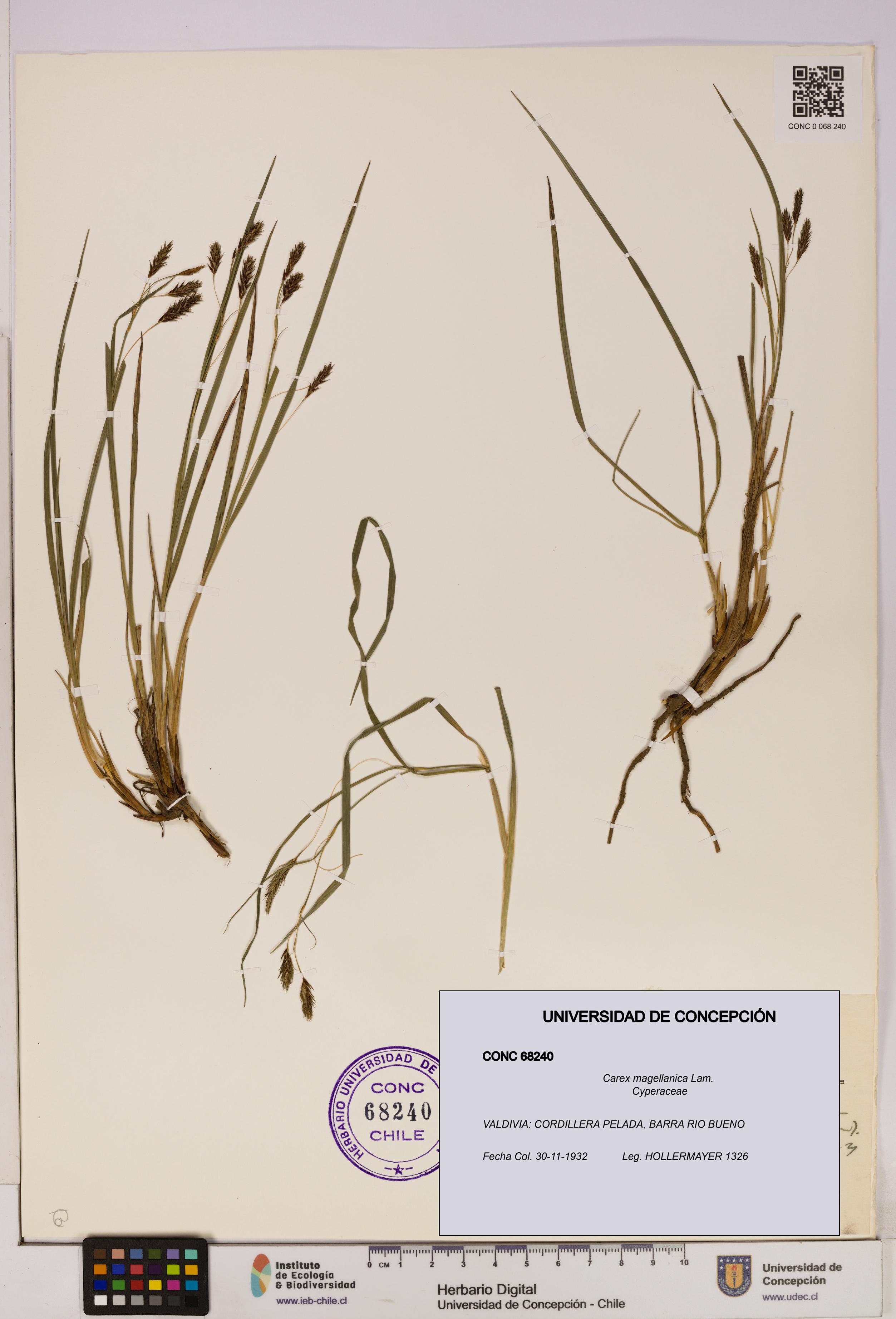 Carex magellanica [Espécimen: UDEC:CONC:0068240]