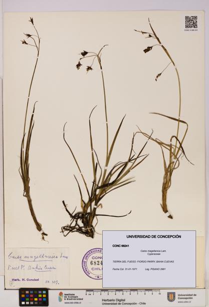 Carex magellanica [Espécimen: UDEC:CONC:0068241]