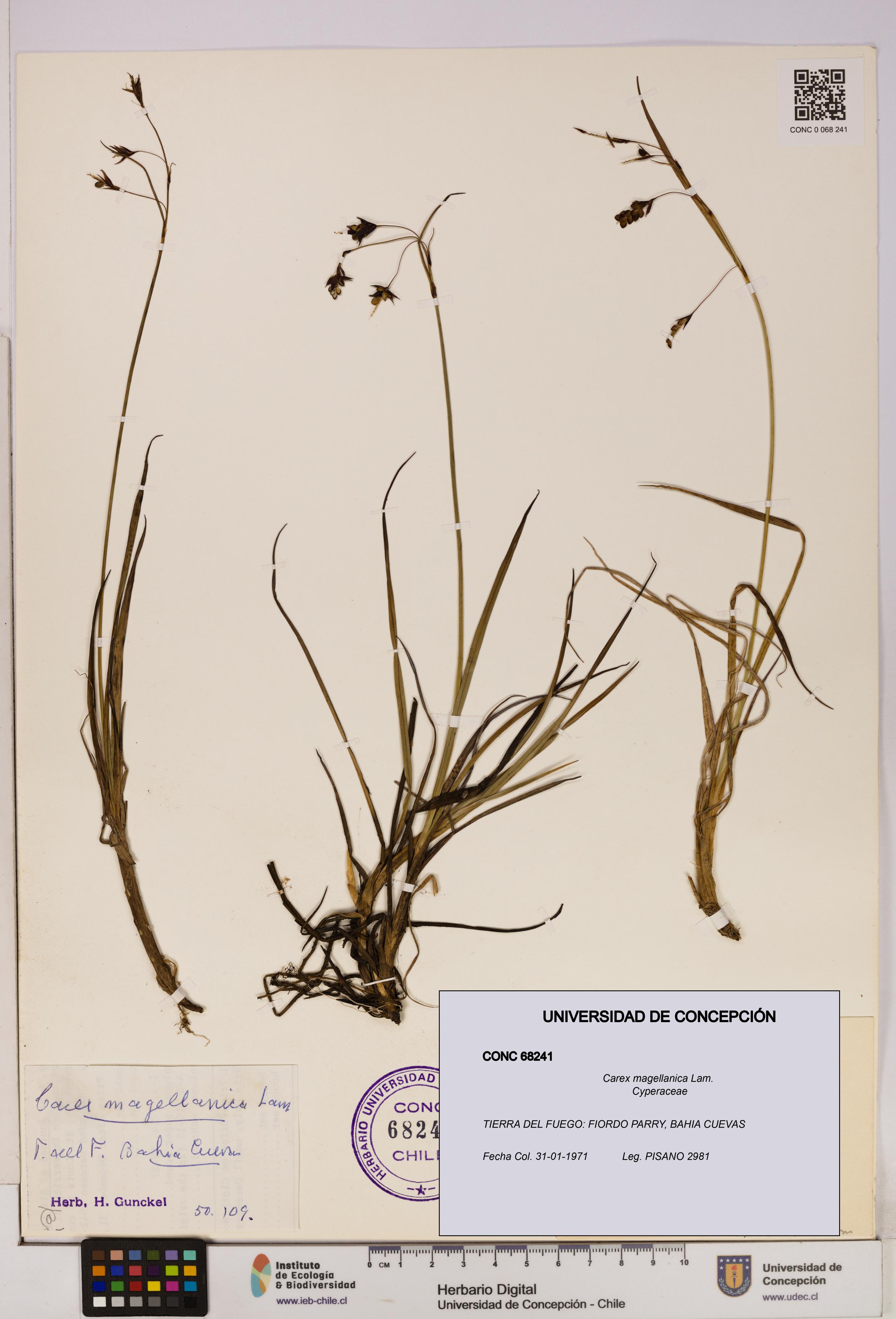 Carex magellanica [Espécimen: UDEC:CONC:0068241]