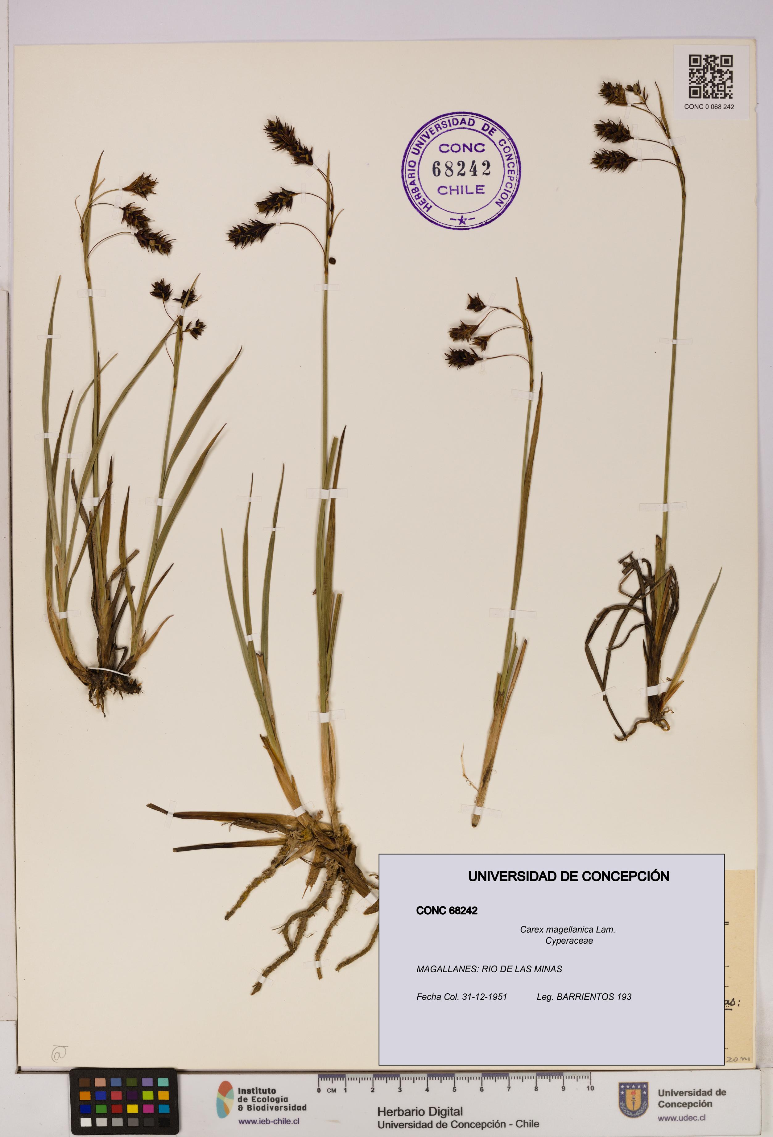 Carex magellanica [Espécimen: UDEC:CONC:0068242]