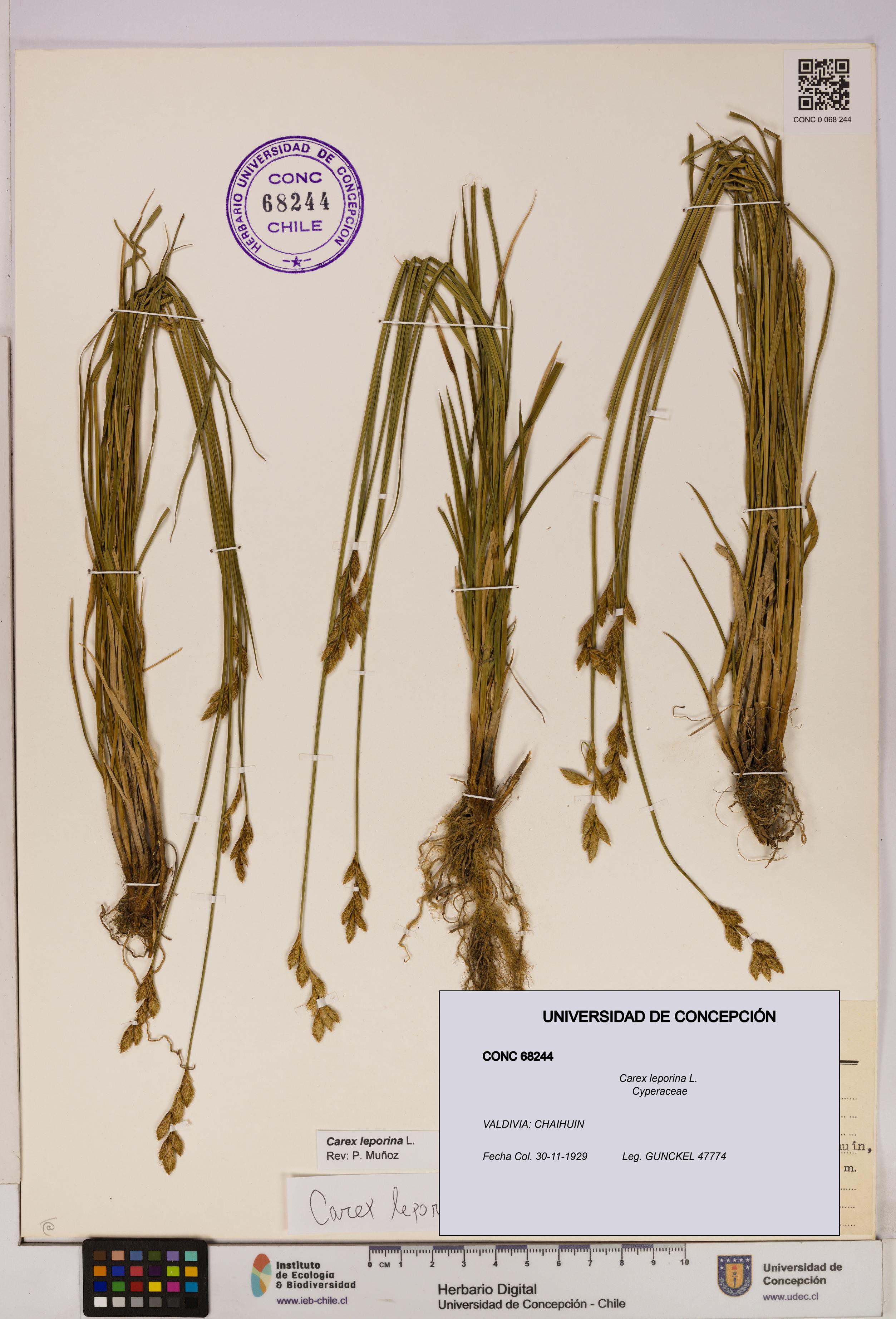 Carex leporina [Espécimen: UDEC:CONC:0068244]