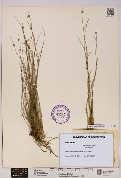 Carex pungens [Espécimen: UDEC:CONC:0068247]