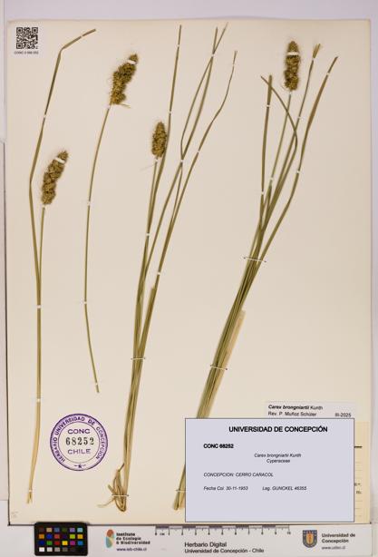 Carex brongniartii [Espécimen: UDEC:CONC:0068252]