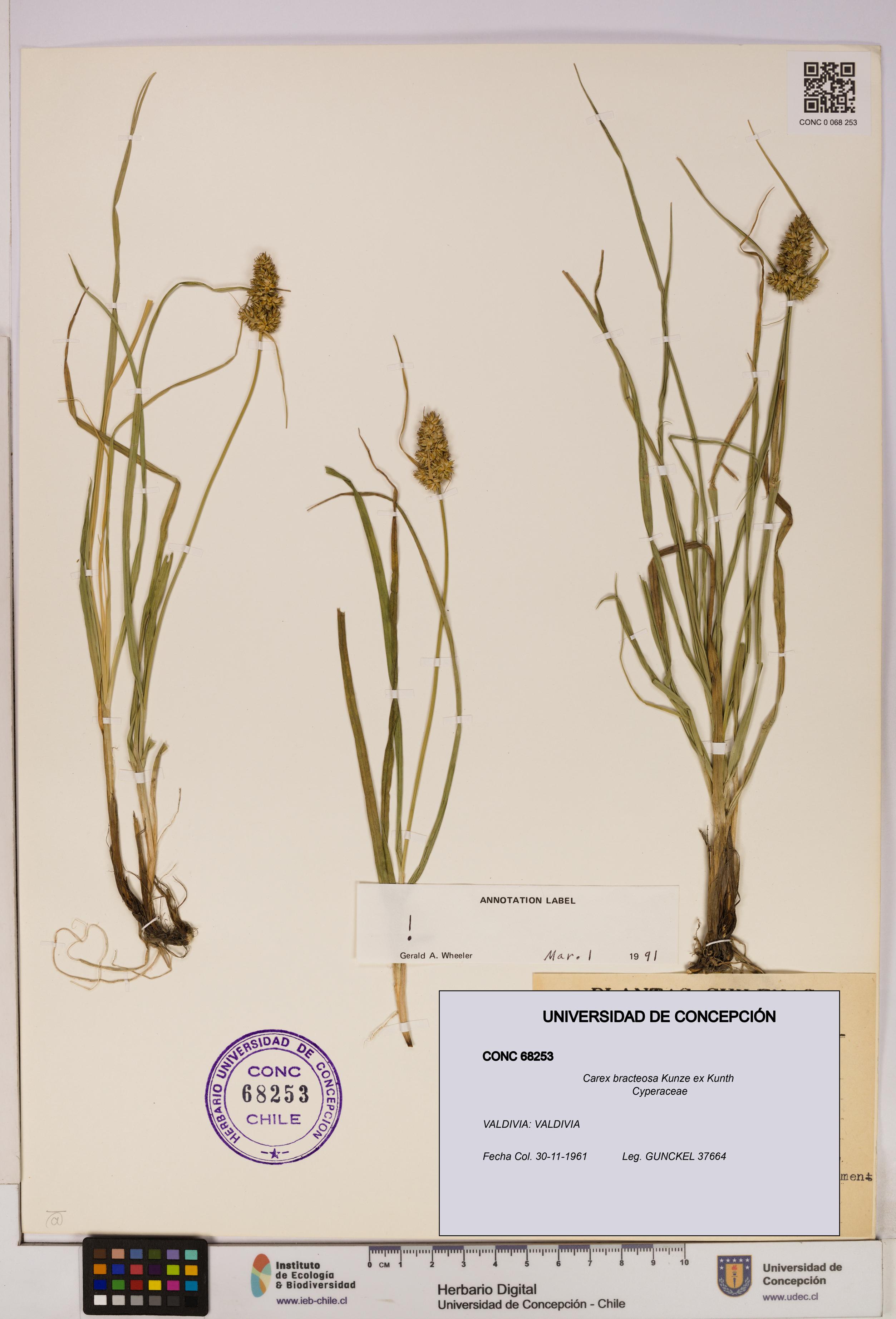 Carex bracteosa [Espécimen: UDEC:CONC:0068253]