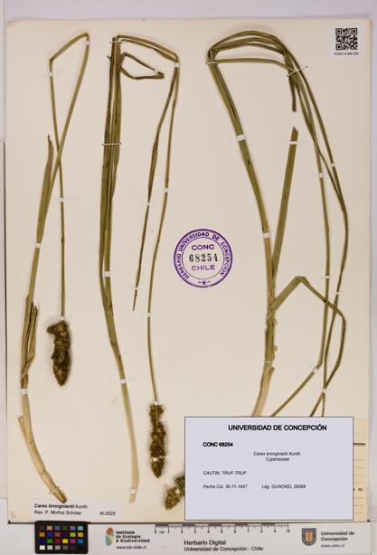 Carex brongniartii [Espécimen: UDEC:CONC:0068254]