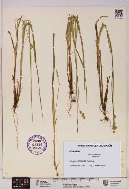 Carex canescens [Espécimen: UDEC:CONC:0068256]
