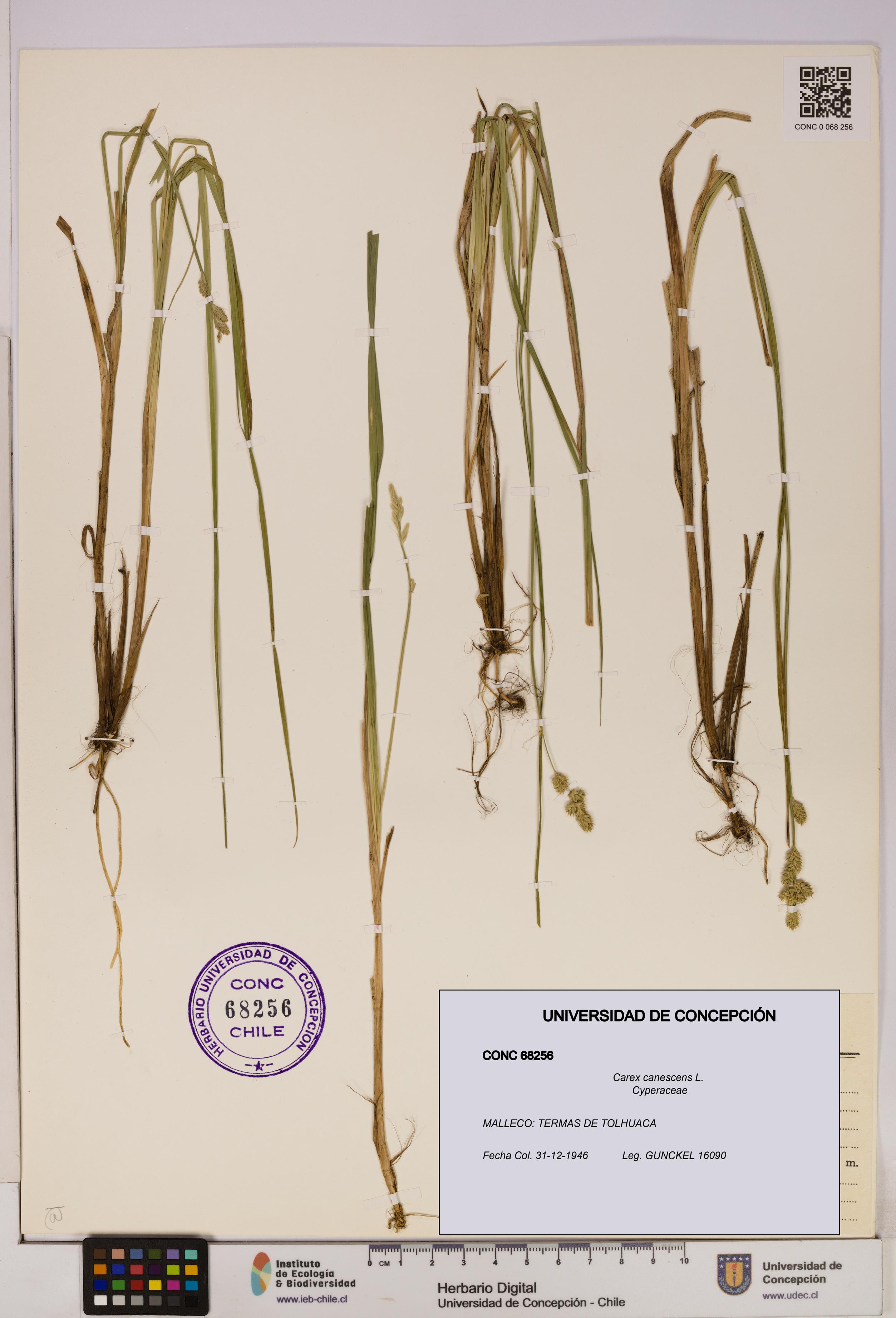 Carex canescens [Espécimen: UDEC:CONC:0068256]