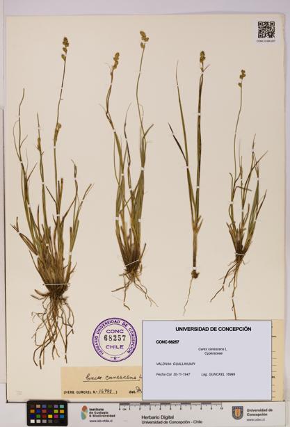 Carex canescens [Espécimen: UDEC:CONC:0068257]