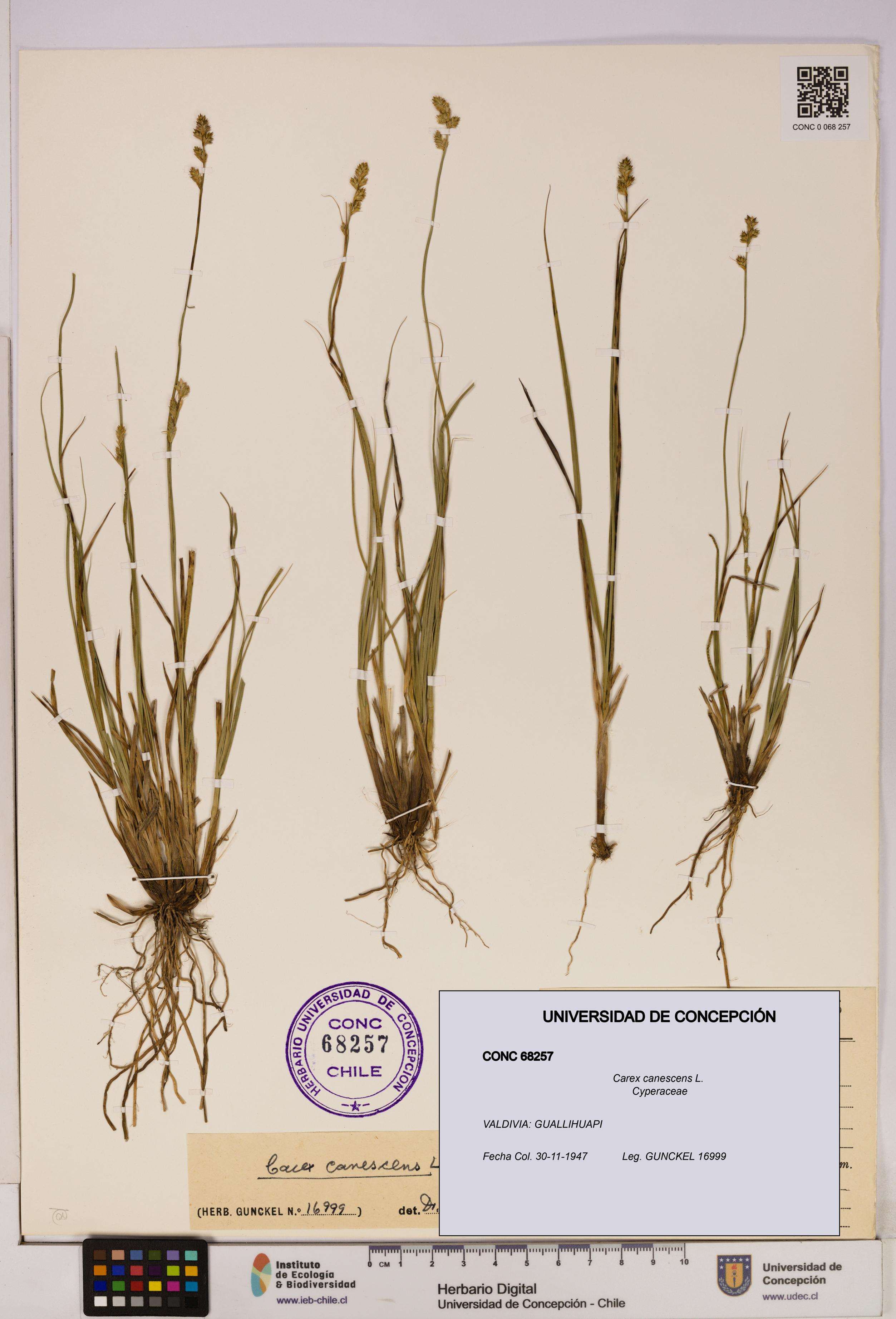 Carex canescens [Espécimen: UDEC:CONC:0068257]