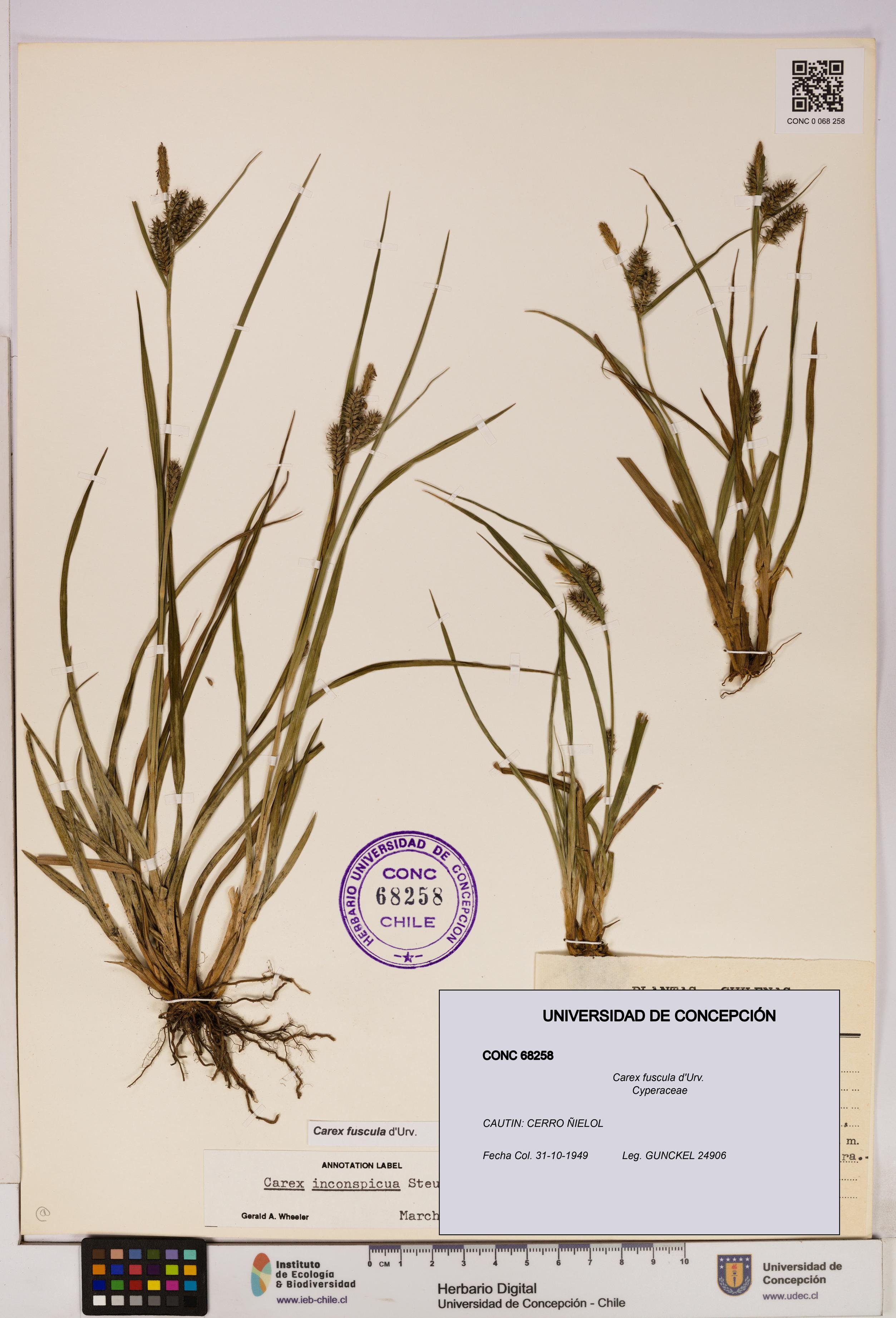 Carex fuscula [Espécimen: UDEC:CONC:0068258]