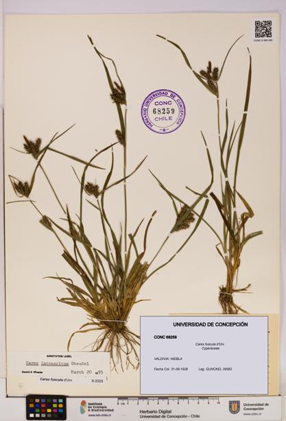 Carex fuscula [Espécimen: UDEC:CONC:0068259]