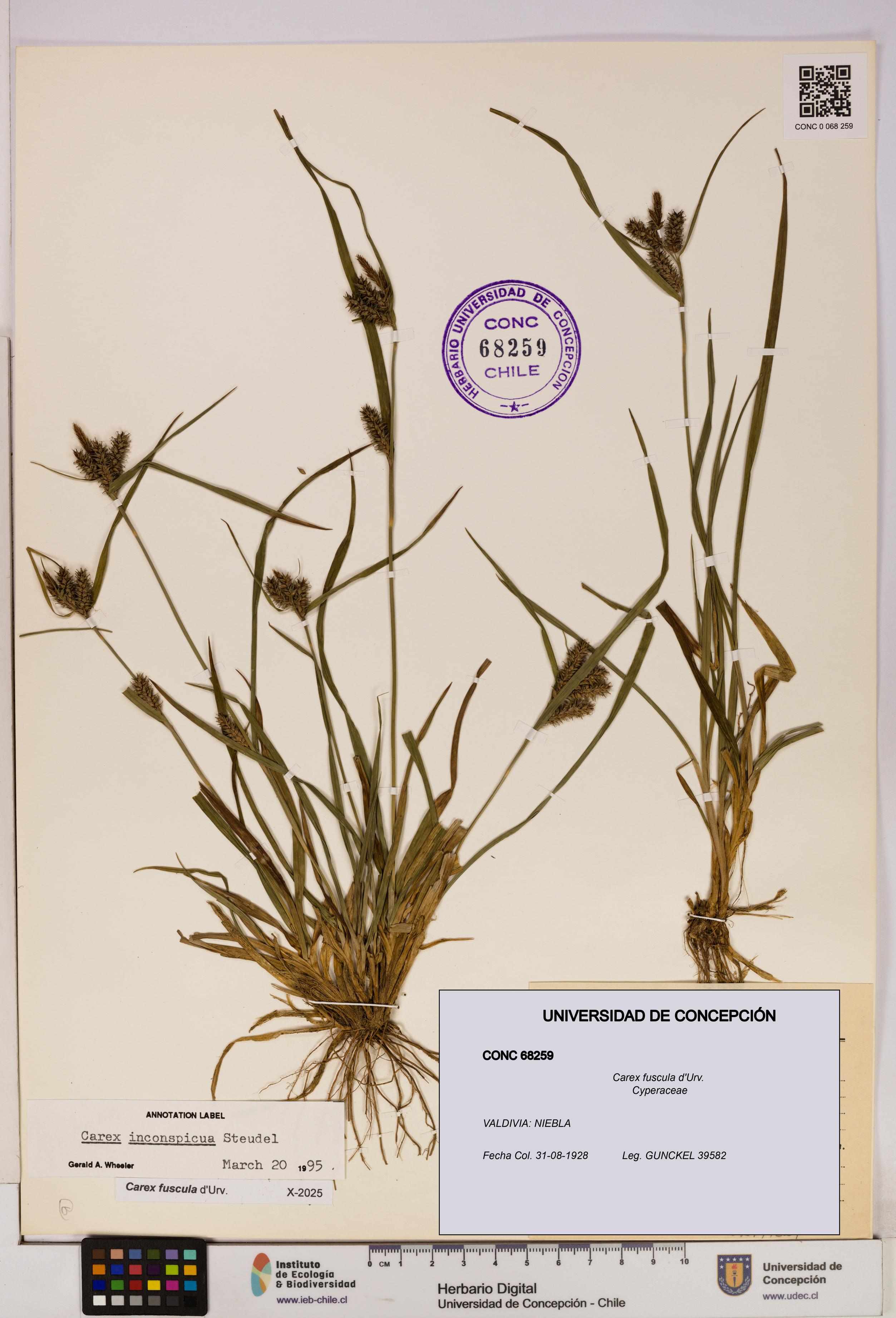 Carex fuscula [Espécimen: UDEC:CONC:0068259]