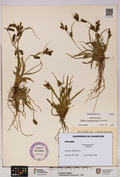 Carex fuscula [Espécimen: UDEC:CONC:0068260]
