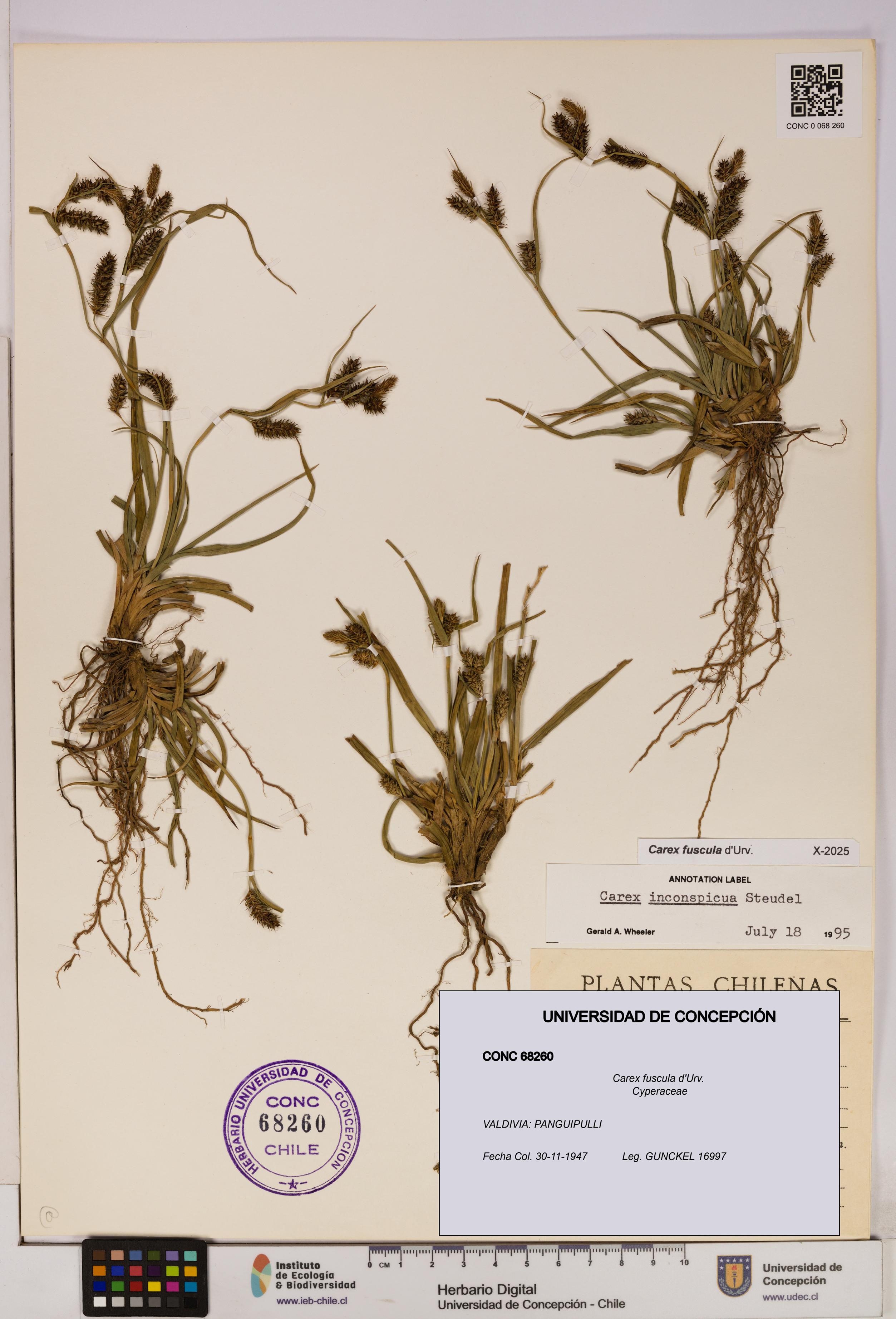 Carex fuscula [Espécimen: UDEC:CONC:0068260]